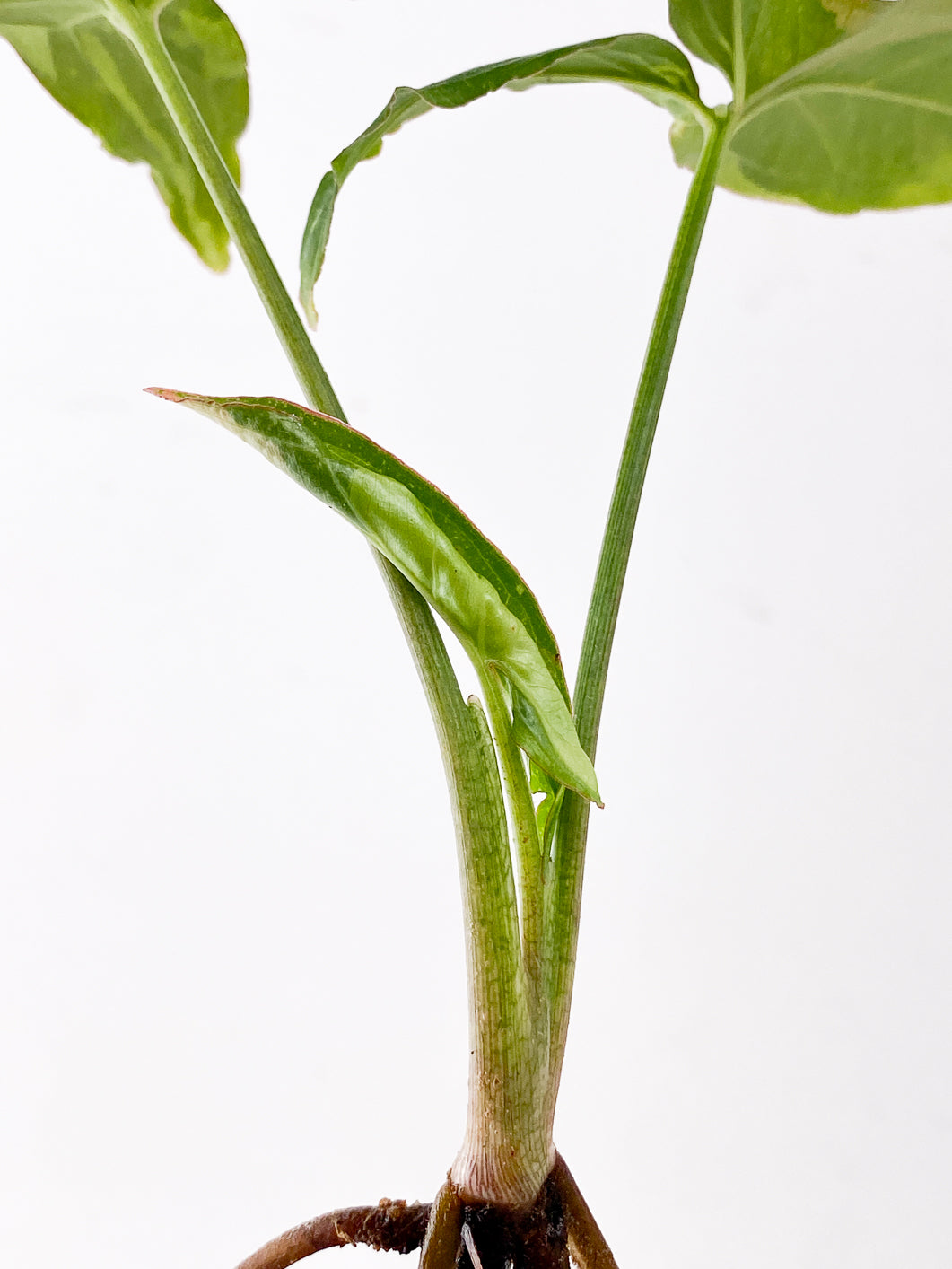 Syngonium Red Spot Tricolor 3 leaves