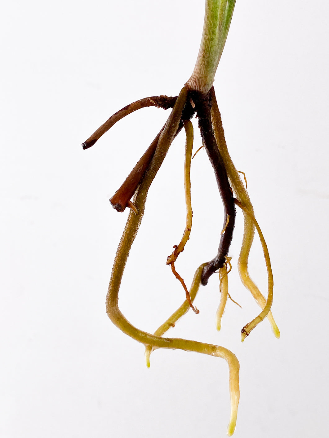Syngonium Red Spot Tricolor 3 leaves