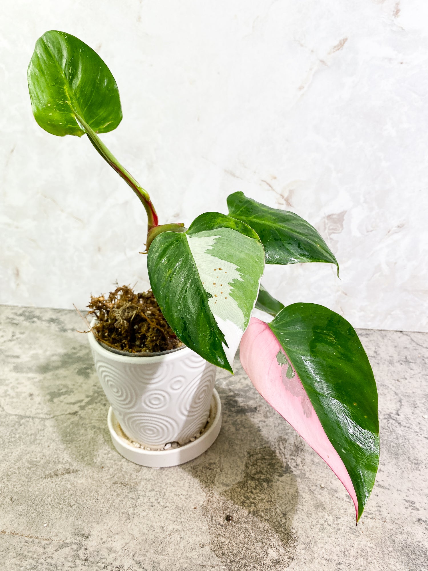 Philodendron White Princess Tricolor 5 leaves 1 sprout 1 growth point rooted