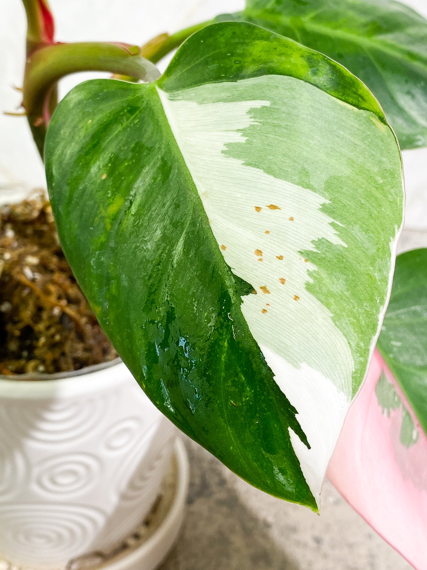 Philodendron White Princess Tricolor 5 leaves 1 sprout 1 growth point rooted