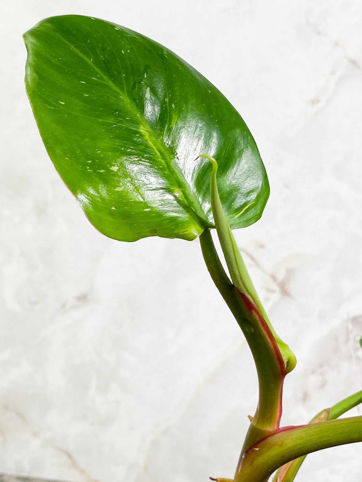 Philodendron White Princess Tricolor 5 leaves 1 sprout 1 growth point rooted
