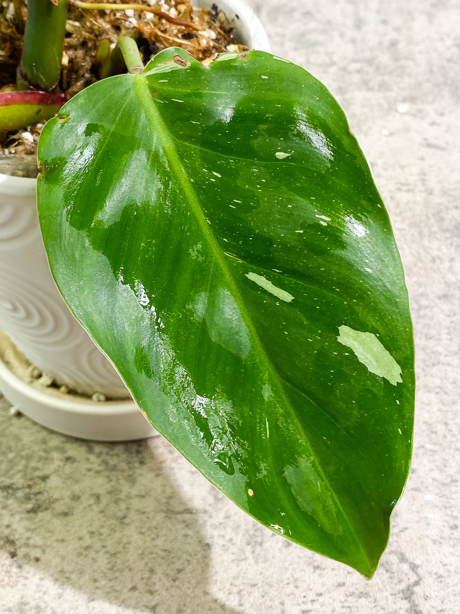 Philodendron White Princess Tricolor 5 leaves 1 sprout 1 growth point rooted