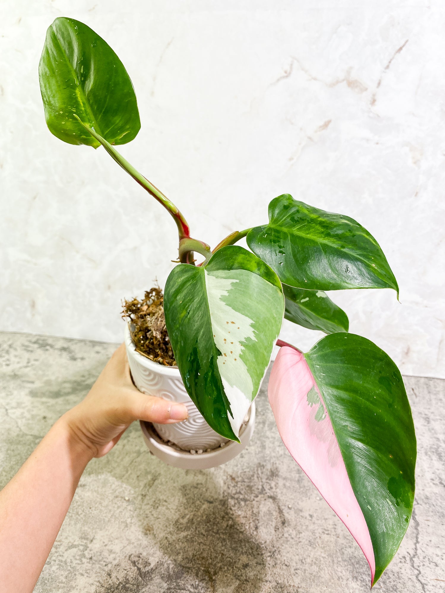 Philodendron White Princess Tricolor 5 leaves 1 sprout 1 growth point rooted