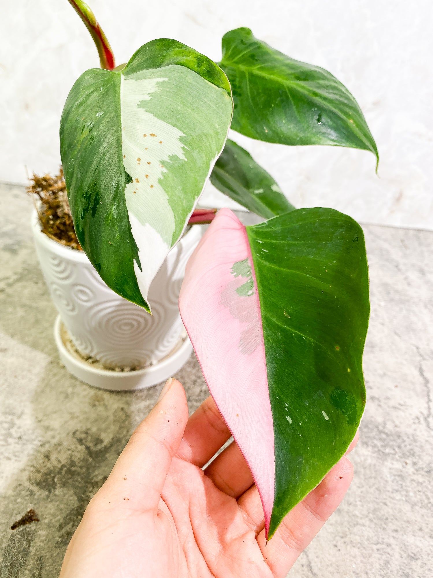 Philodendron White Princess Tricolor 5 leaves 1 sprout 1 growth point rooted