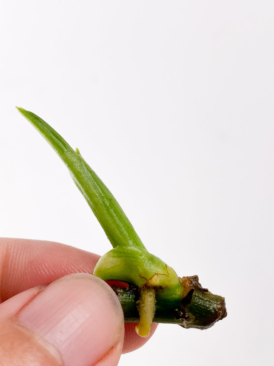 Grower Choice: syngonium scrambled egg Rooting sprout