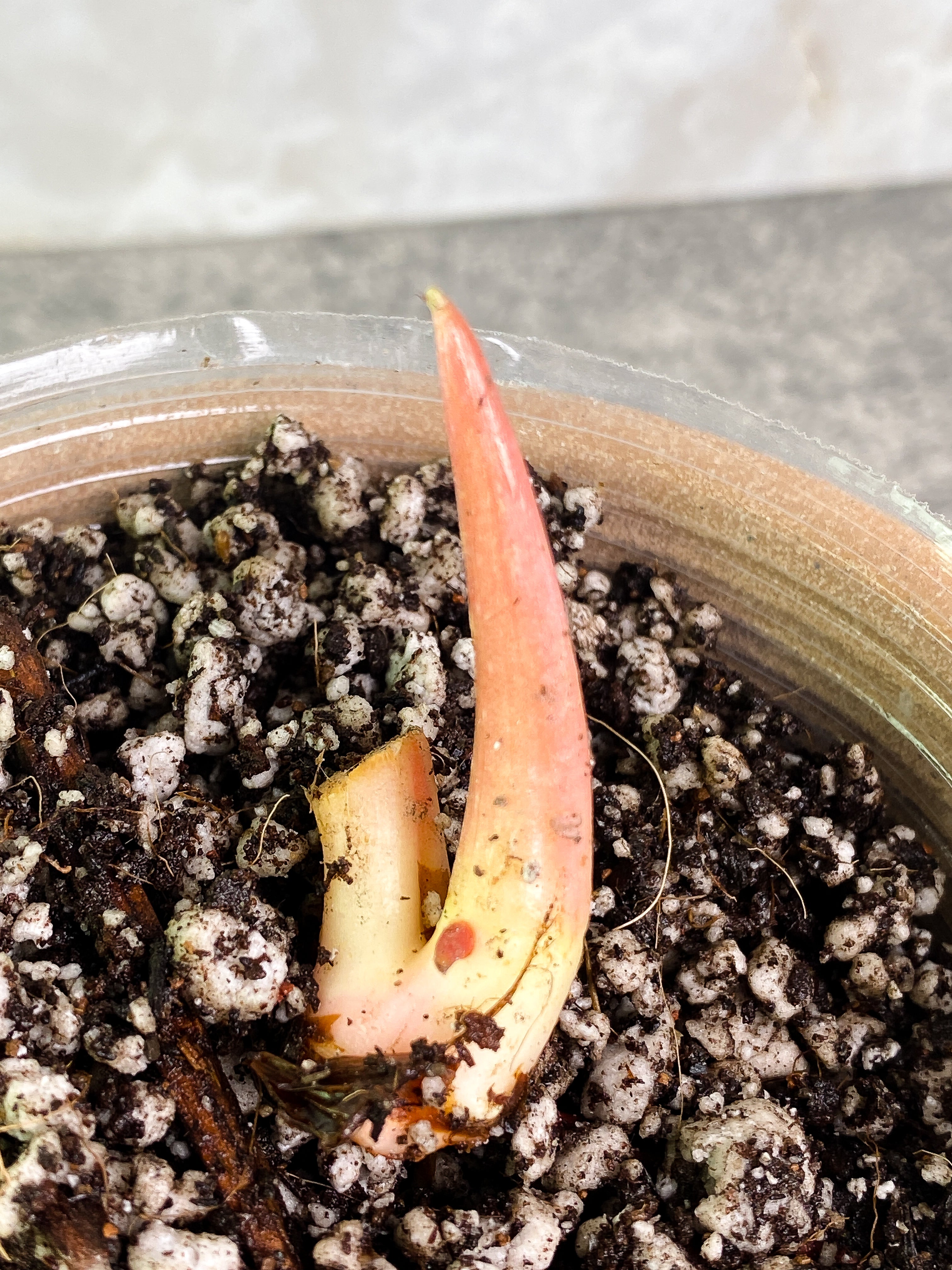 Philodendron pastazanum silver node with 1 sprout rooted