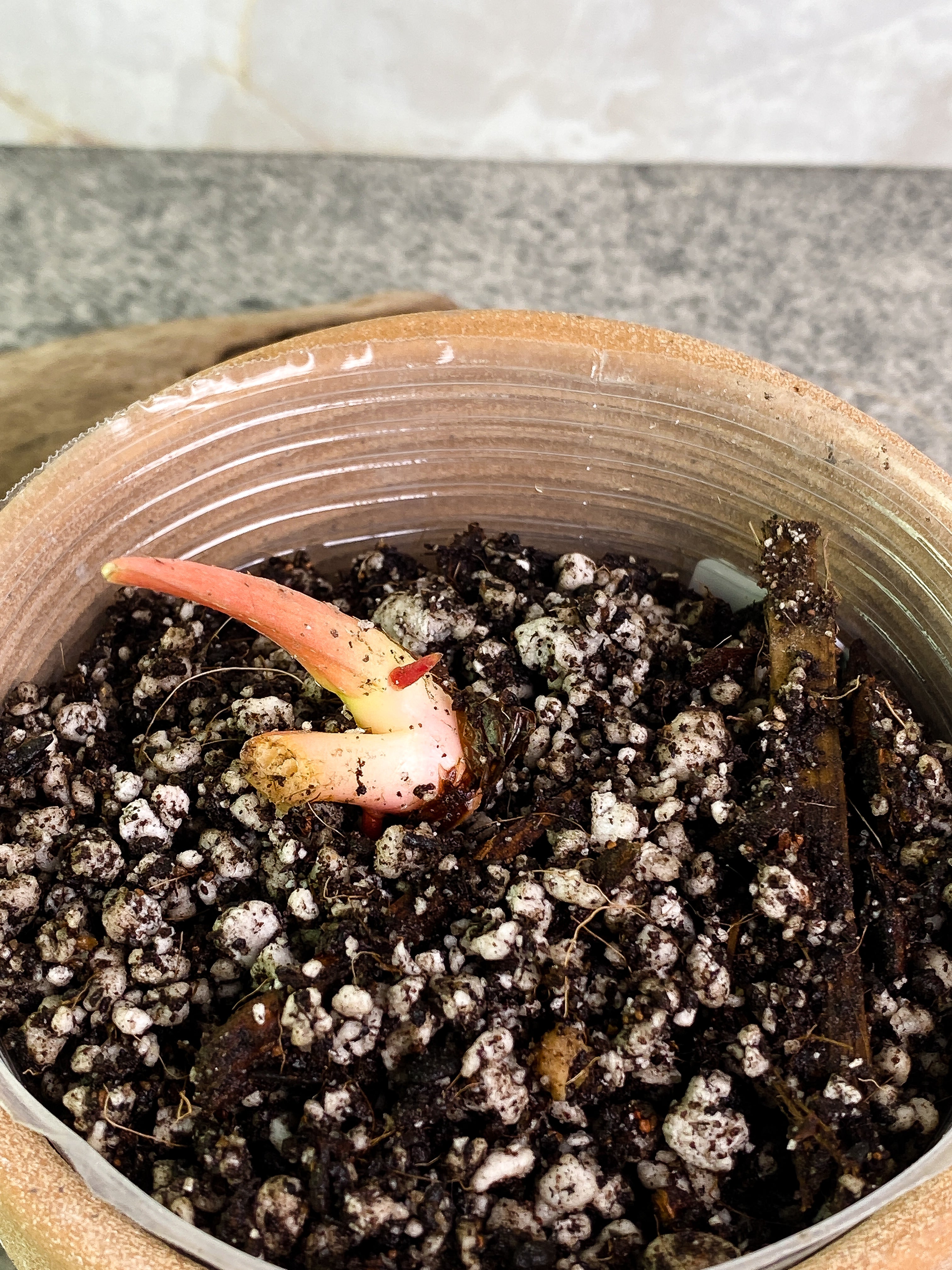 Philodendron pastazanum silver node with 1 sprout rooted