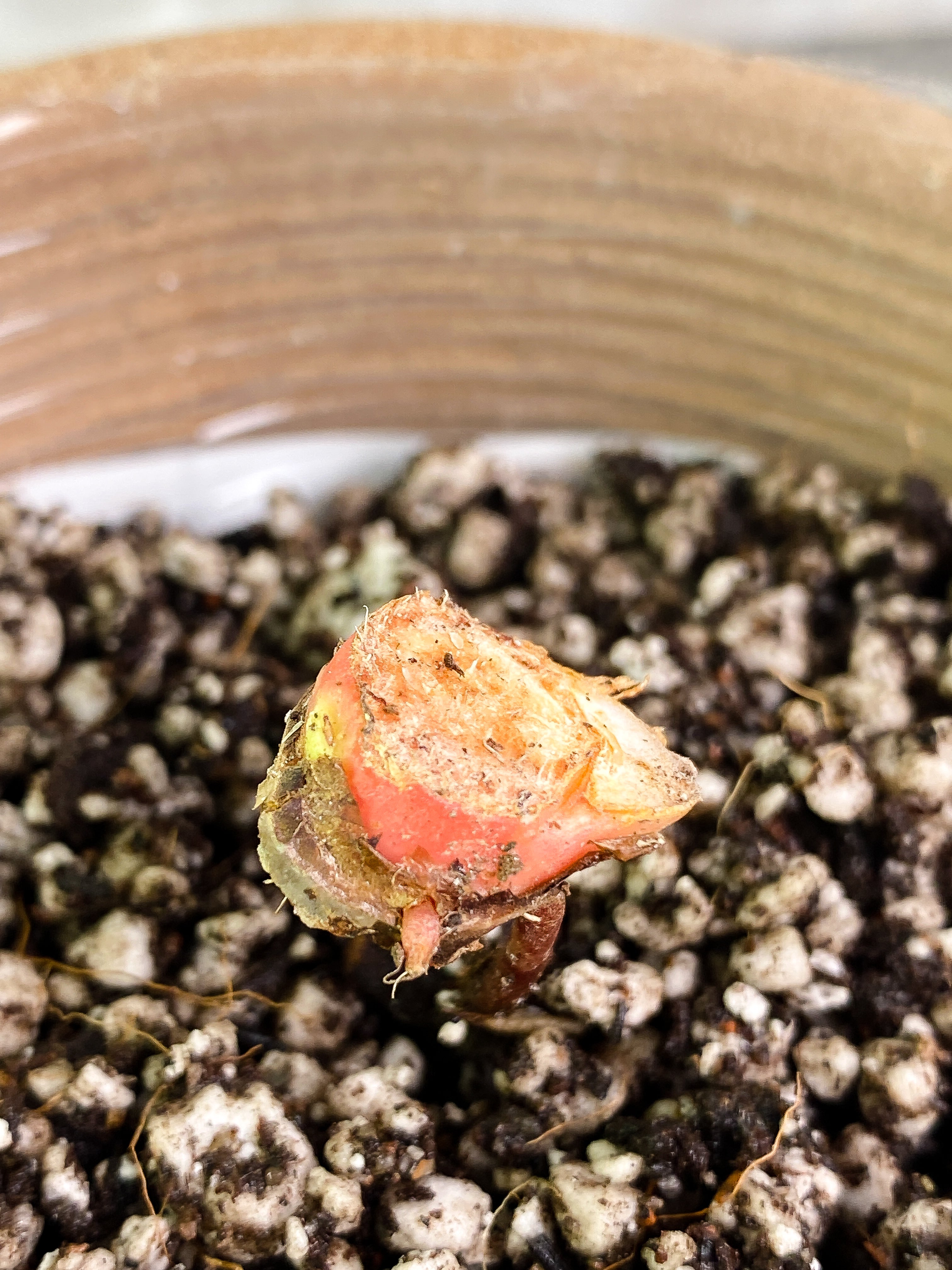Philodendron pastazanum silver node rooted