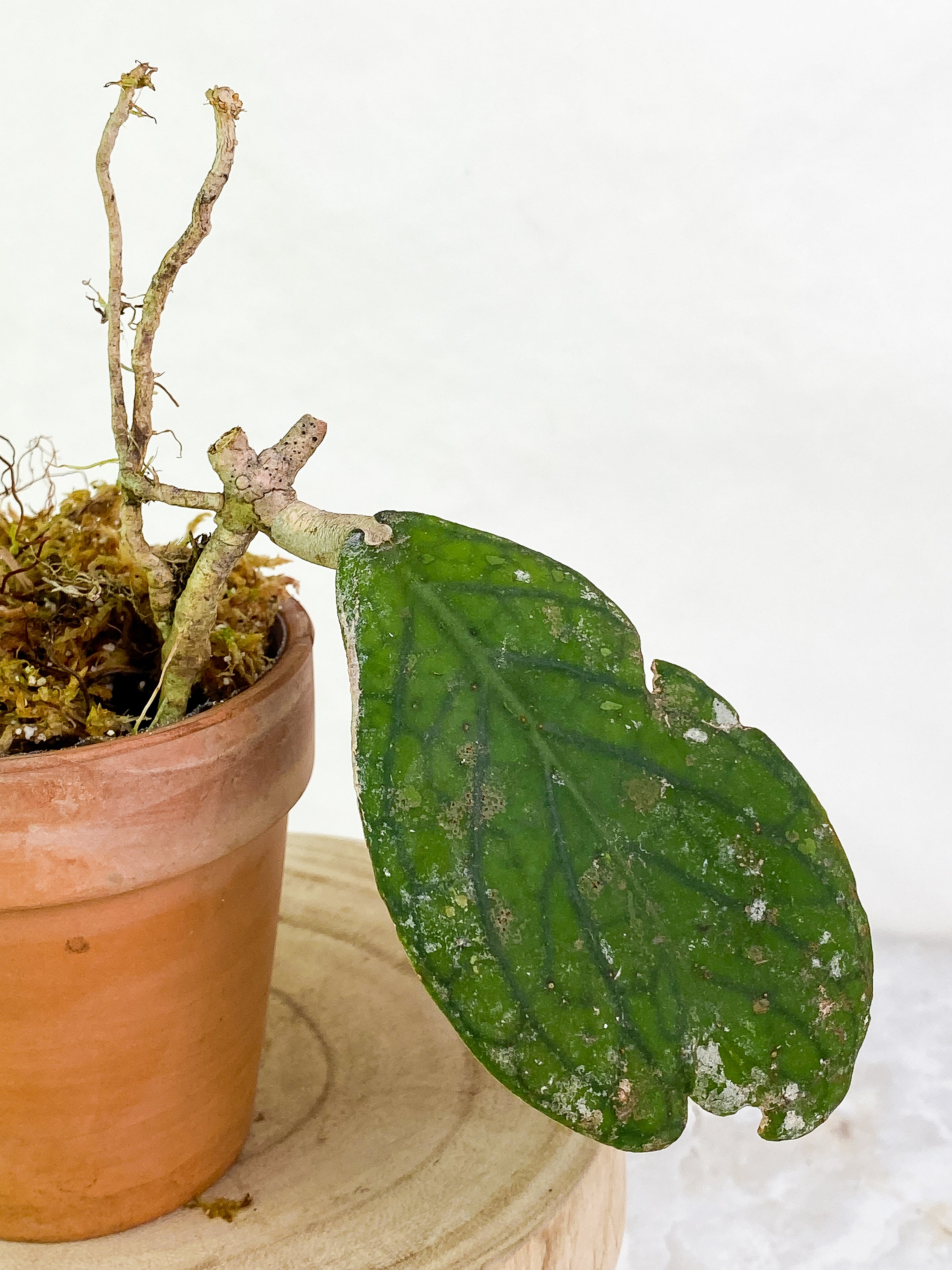 Hoya Tenggamus Slightly Rooted