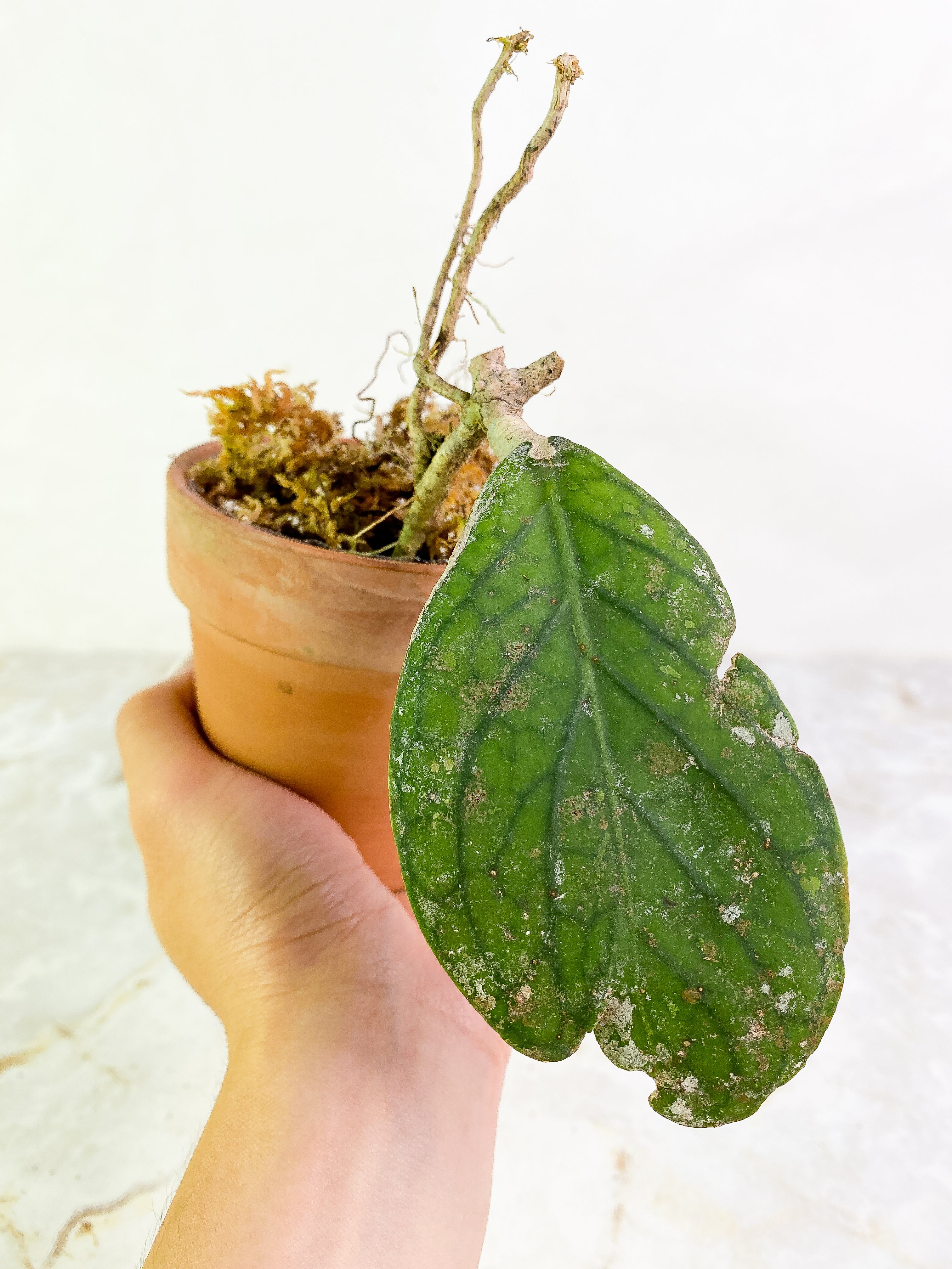 Hoya Tenggamus Slightly Rooted