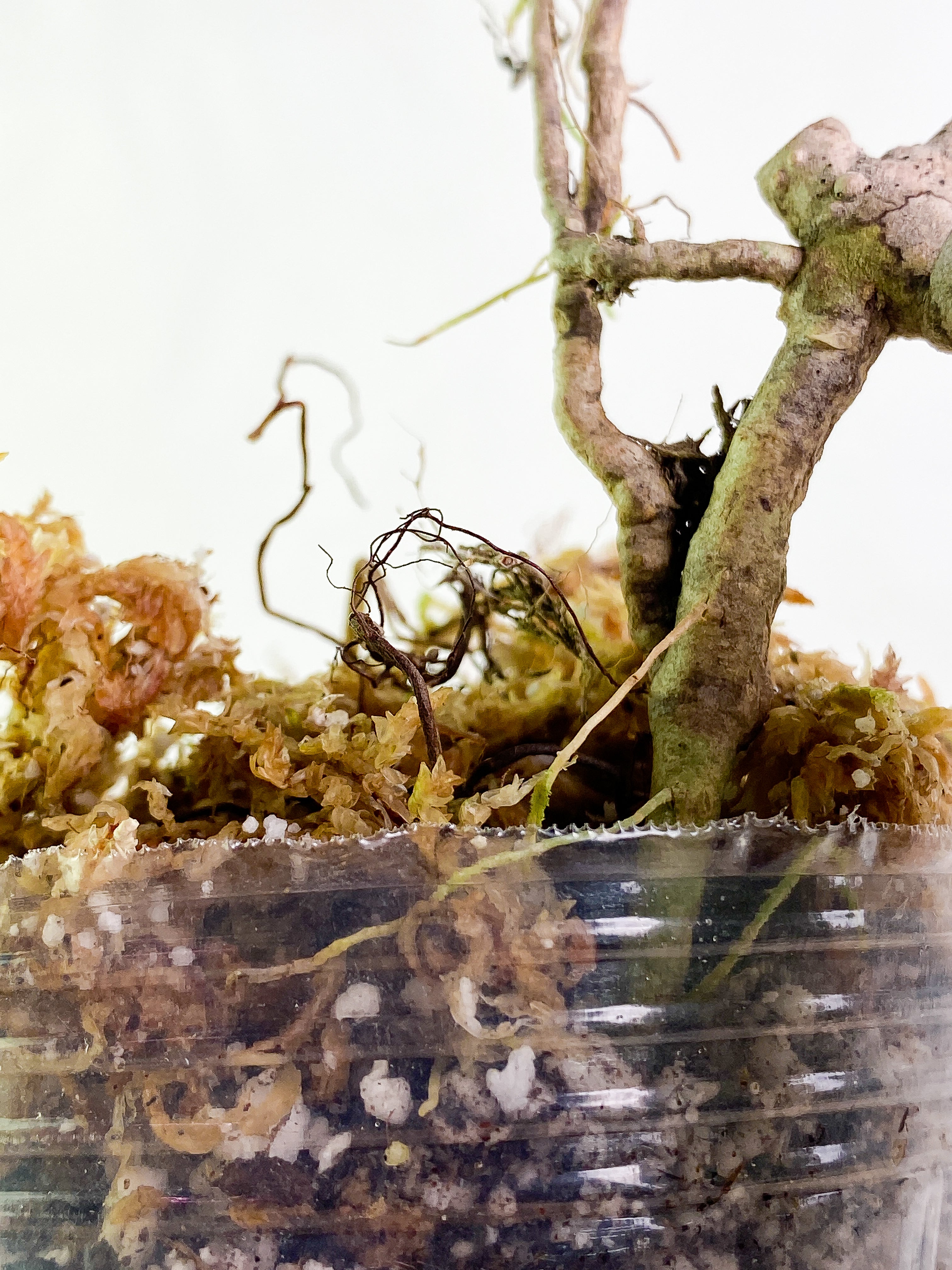 Hoya Tenggamus Slightly Rooted
