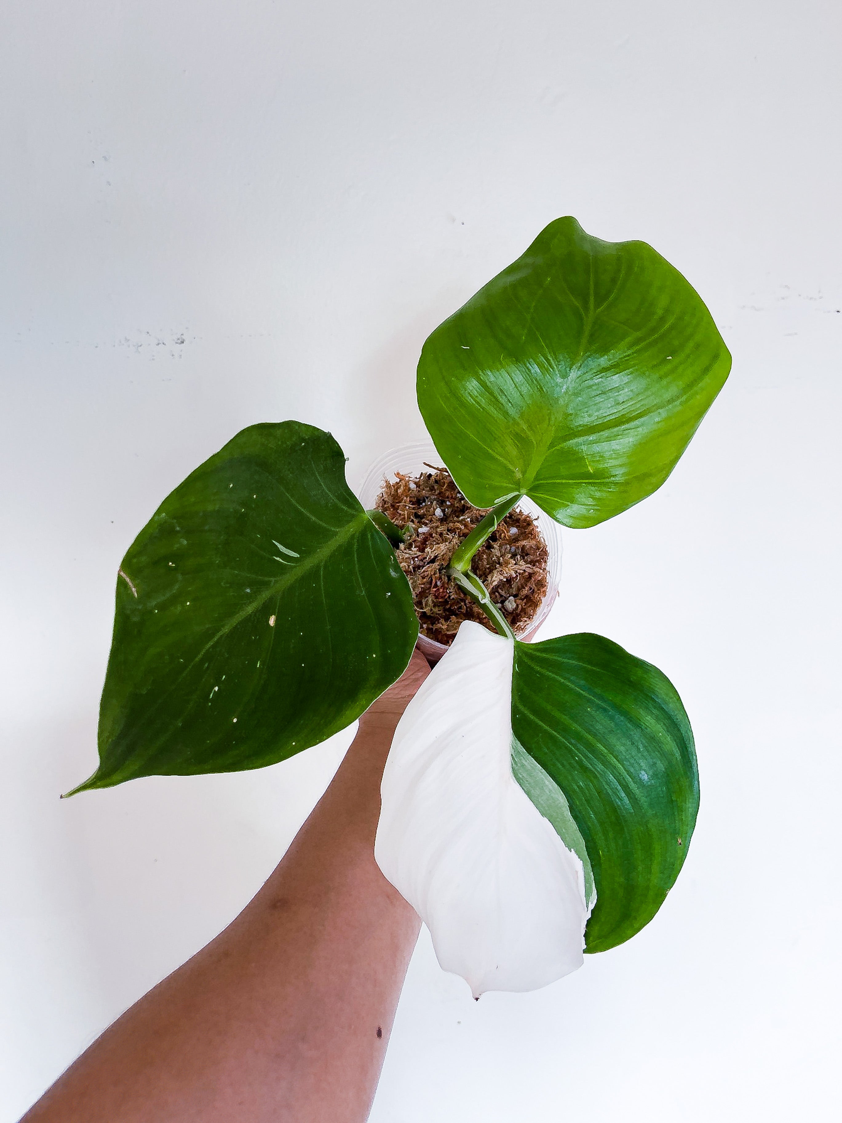 Philodendron White Wizzard node unrooted