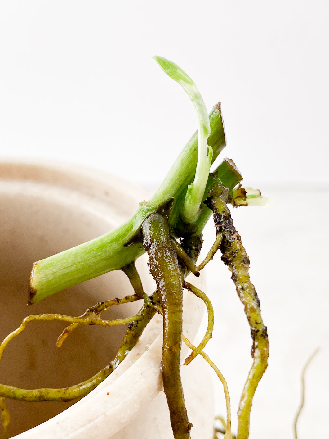 Monstera Adansonii Archipelago 2 sprouts