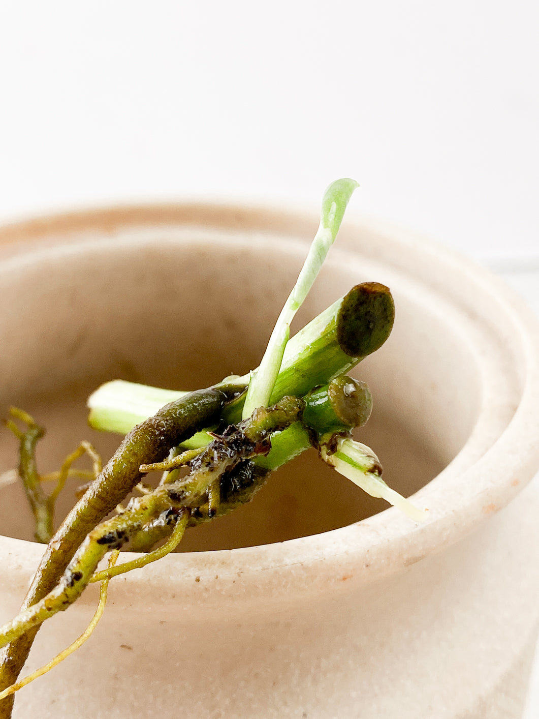 Monstera Adansonii Archipelago 2 sprouts