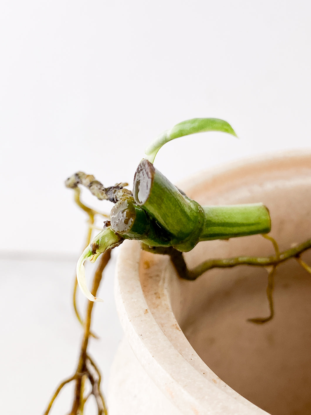 Monstera Adansonii Archipelago 2 sprouts