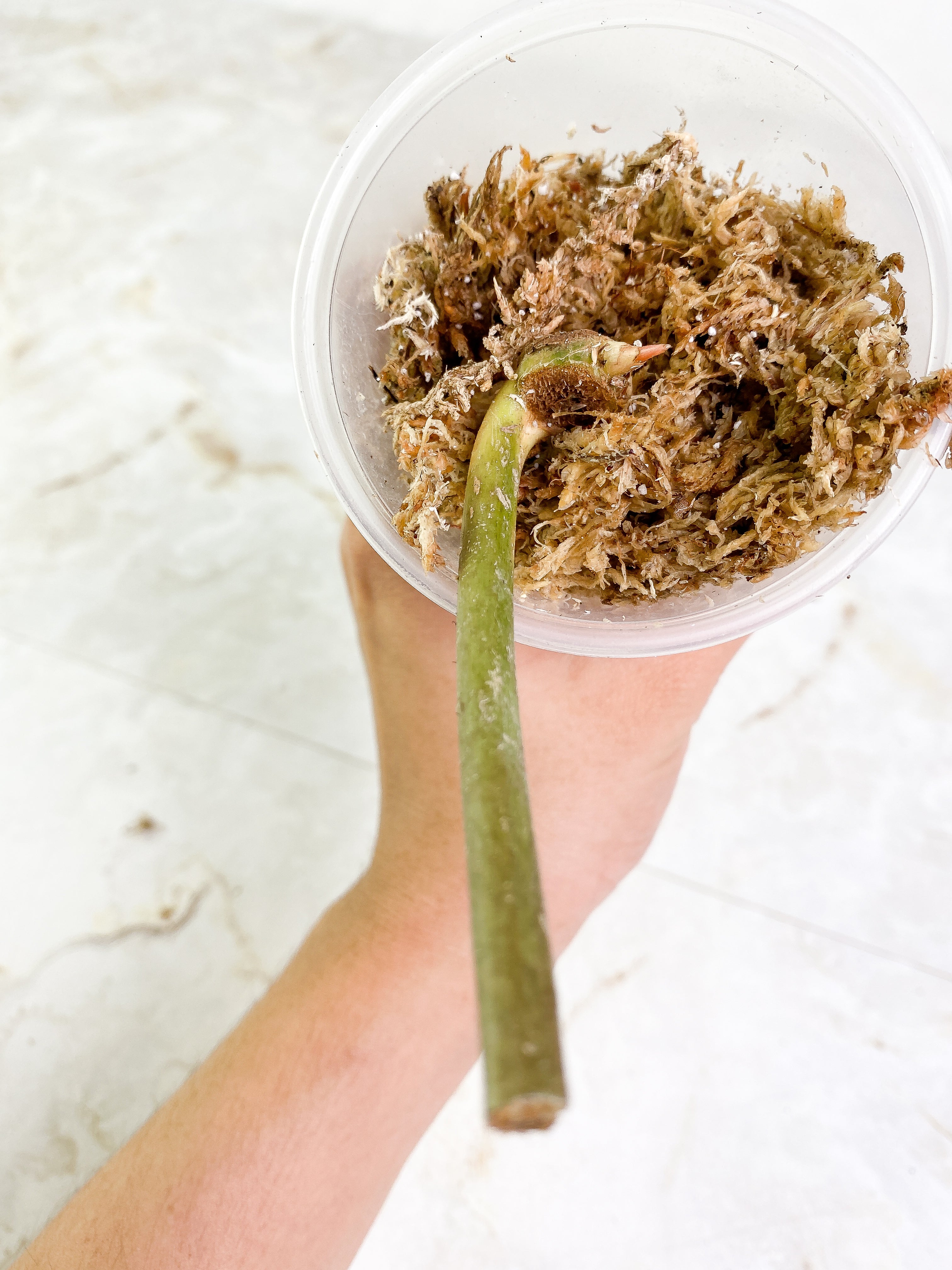Philodendron Snow Drift 1 sprout Rooting node
