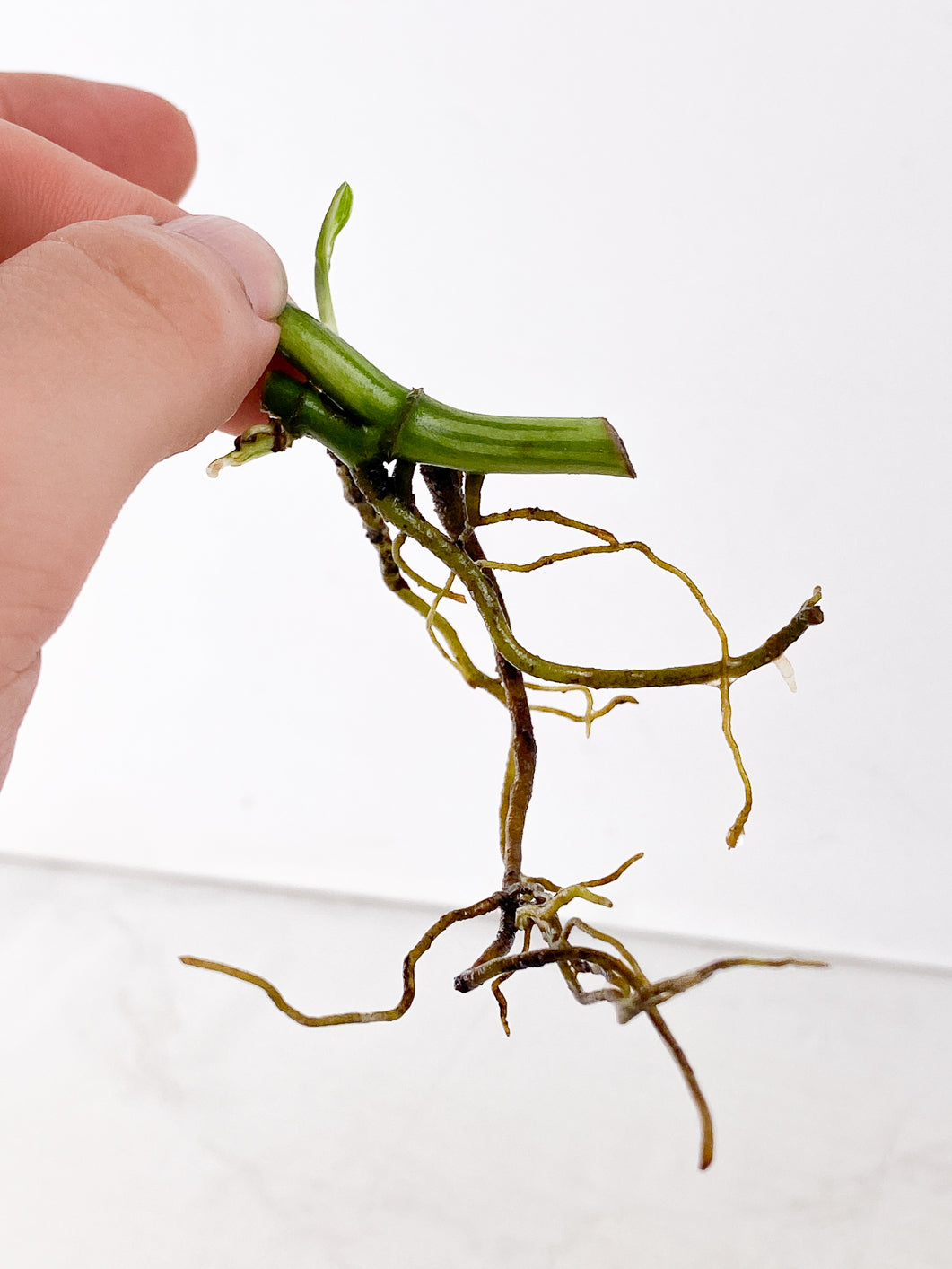 Monstera Adansonii Archipelago 2 sprouts