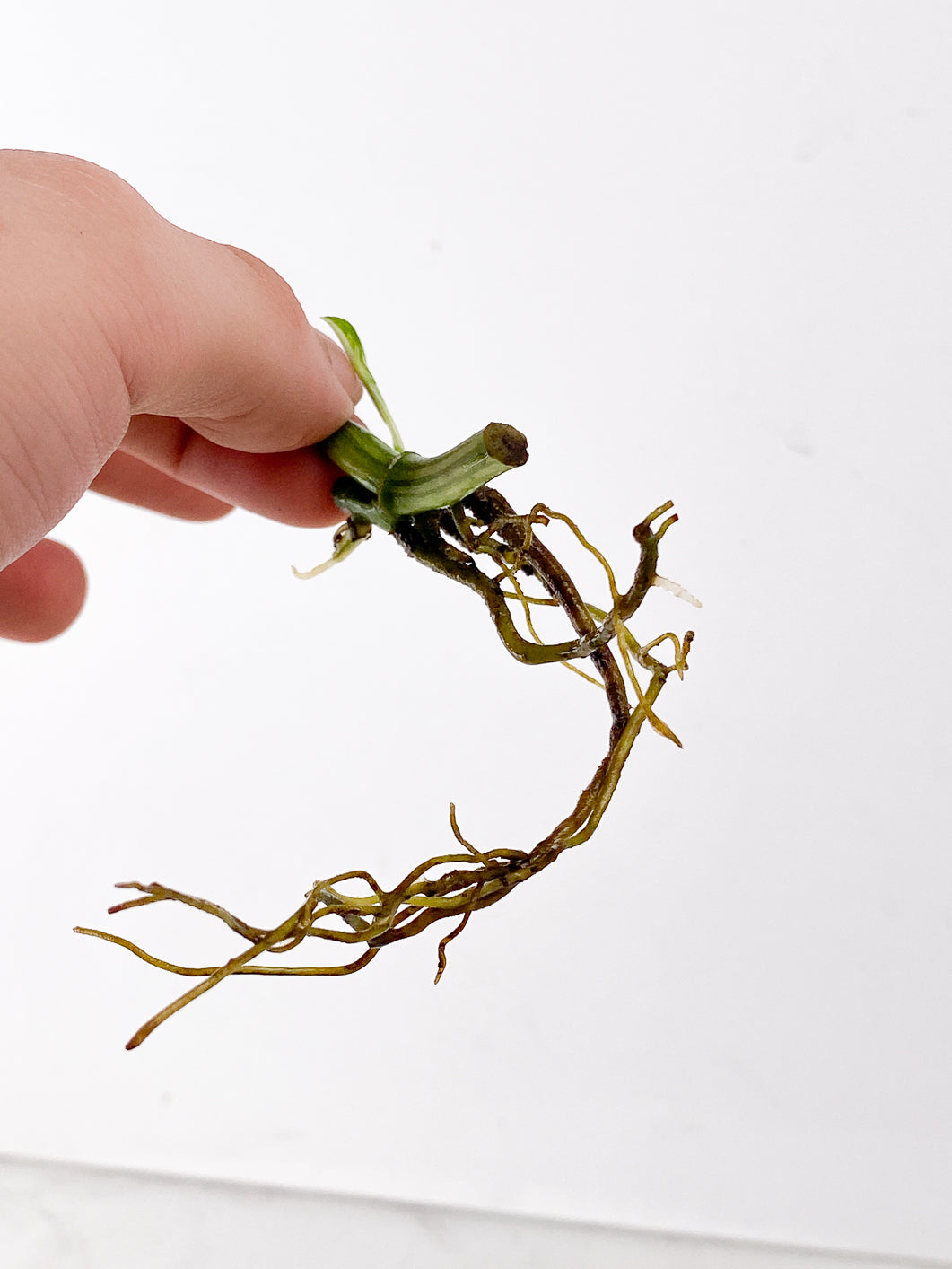 Monstera Adansonii Archipelago 2 sprouts