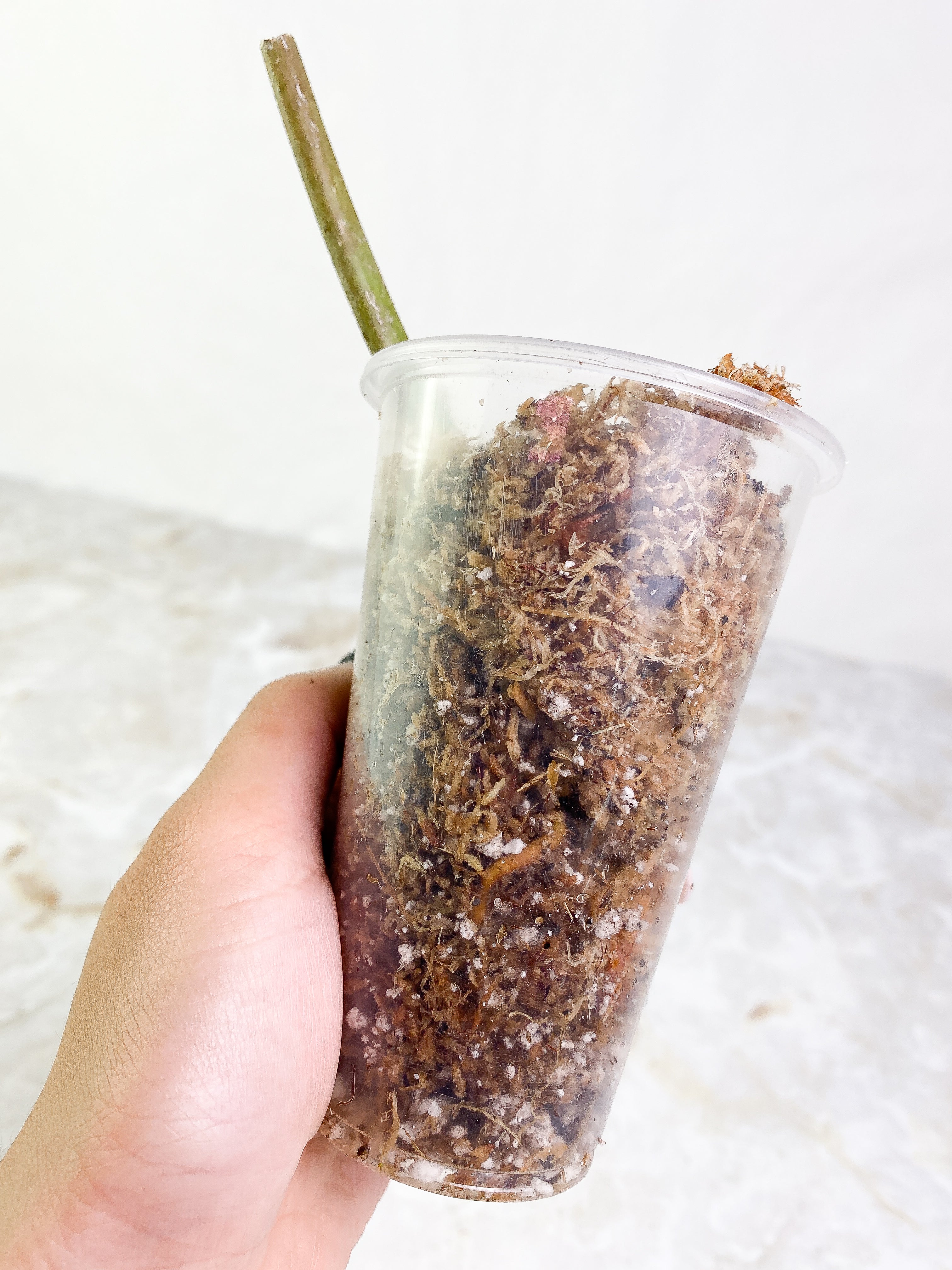 Philodendron Snow Drift 1 sprout Rooting node