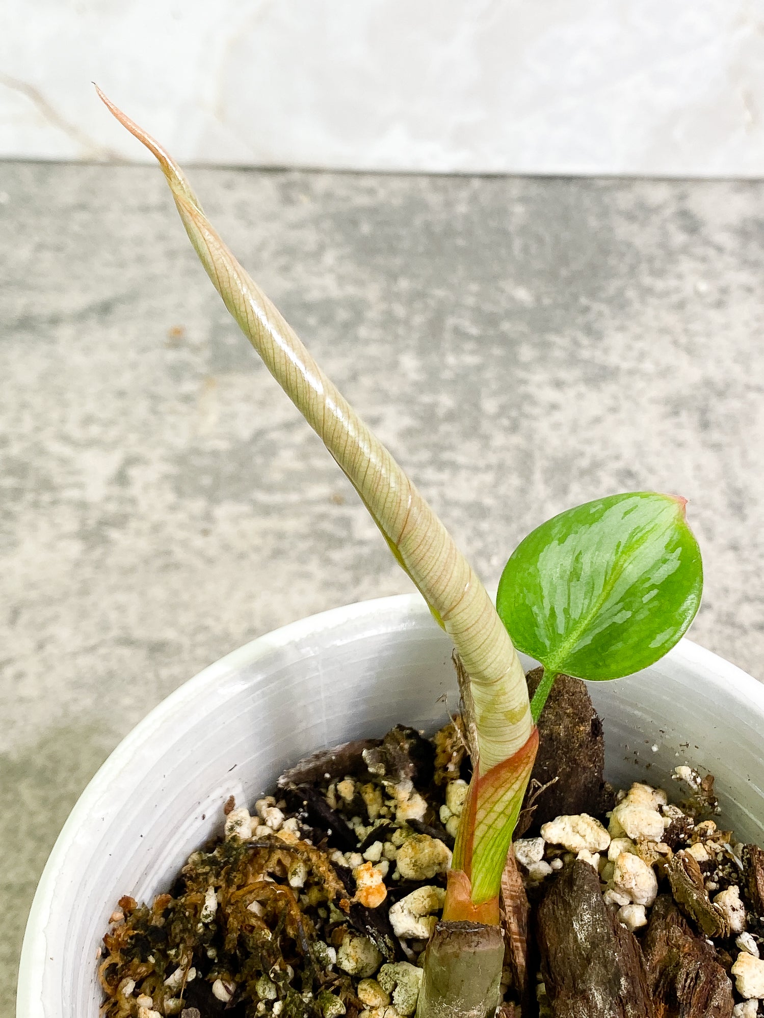 Philodendron Sodiroi 1 leaf 1 sprout fully rooted