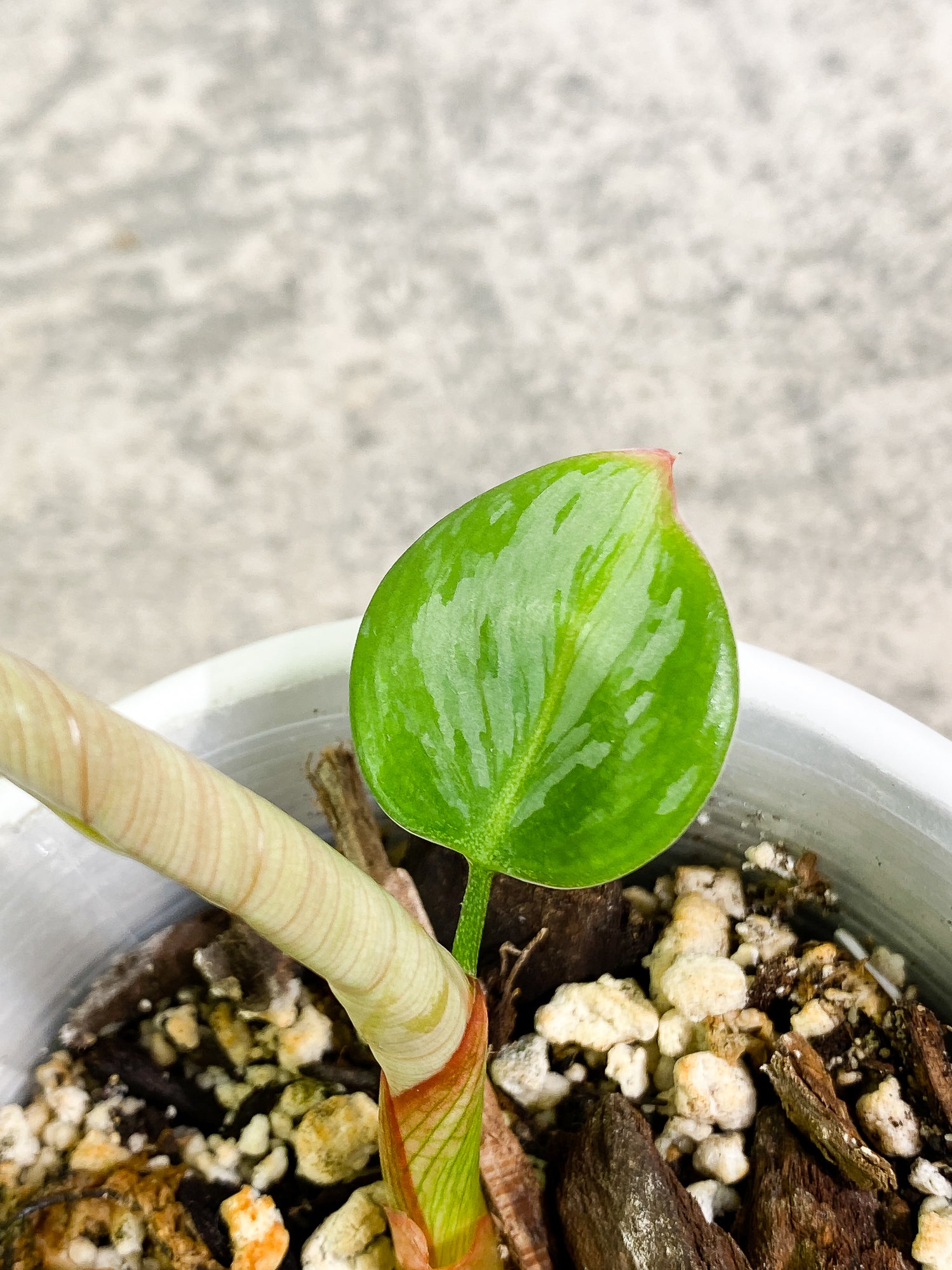 Philodendron Sodiroi 1 leaf 1 sprout fully rooted