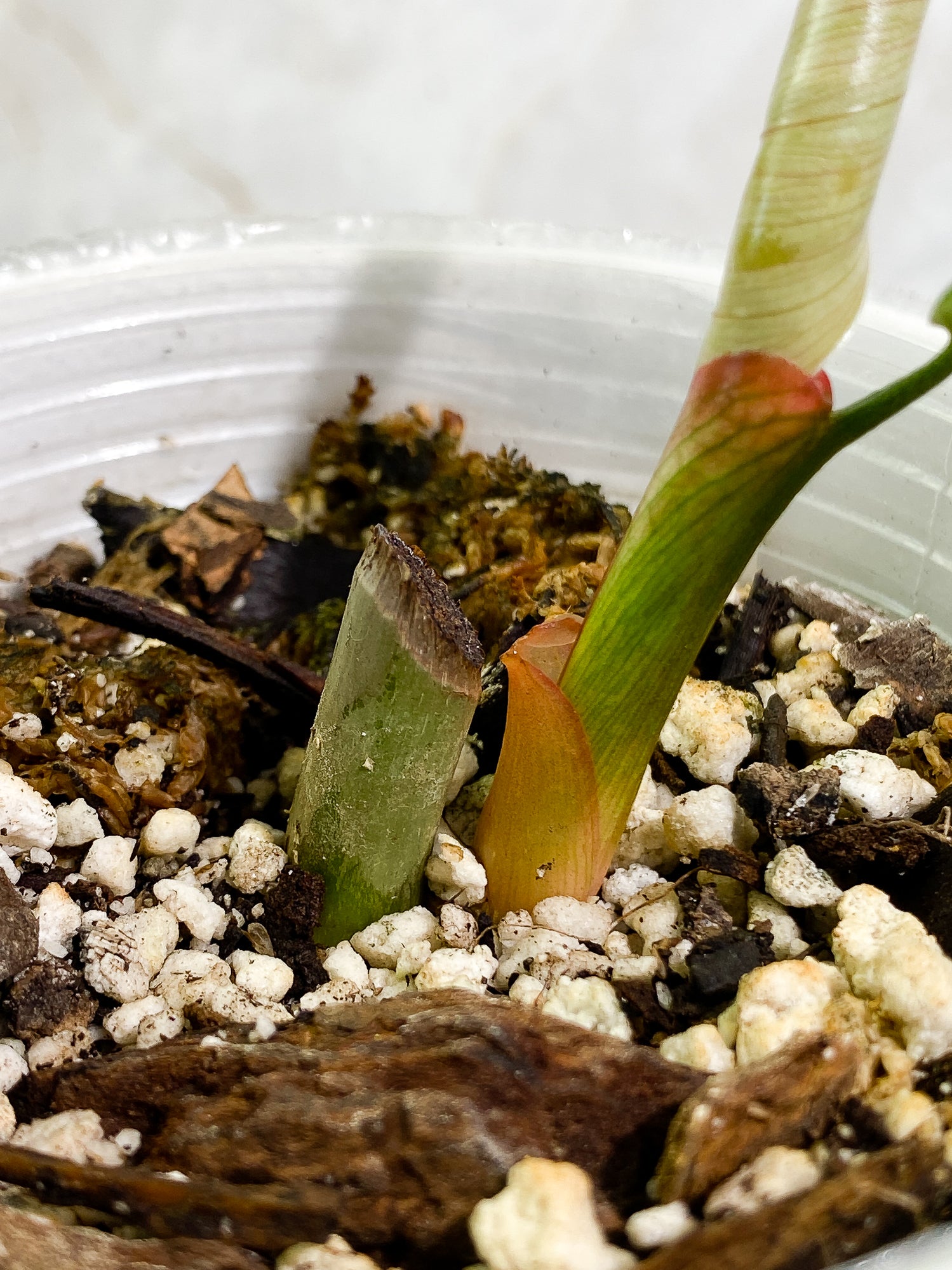 Philodendron Sodiroi 1 leaf 1 sprout fully rooted