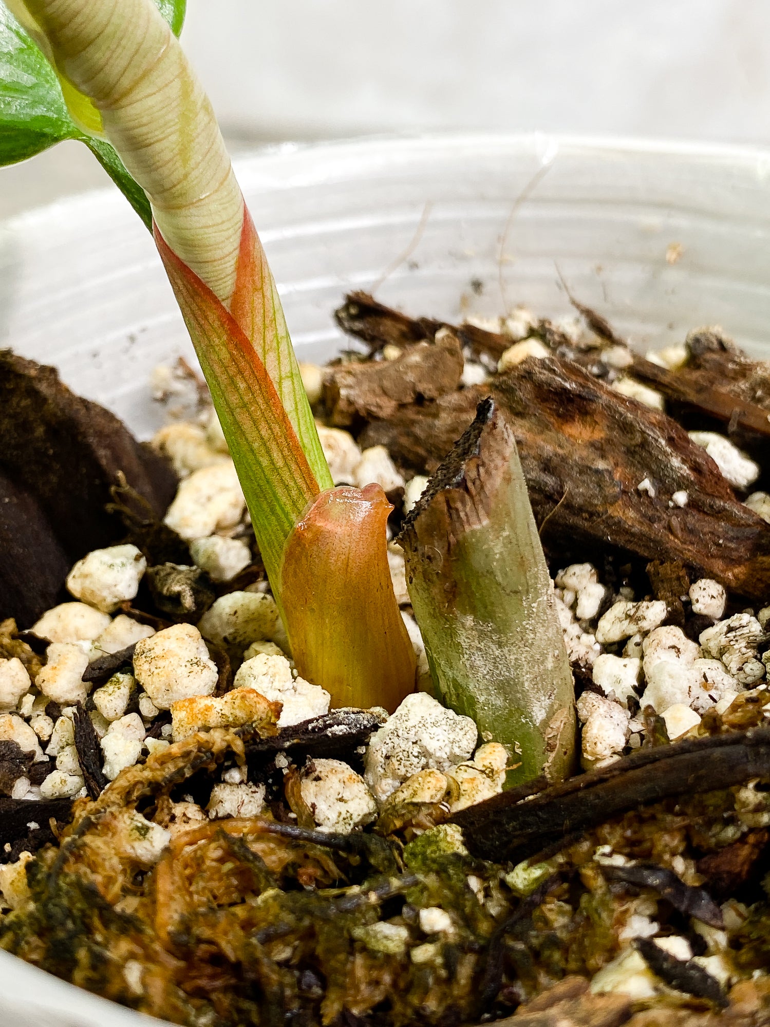 Philodendron Sodiroi 1 leaf 1 sprout fully rooted