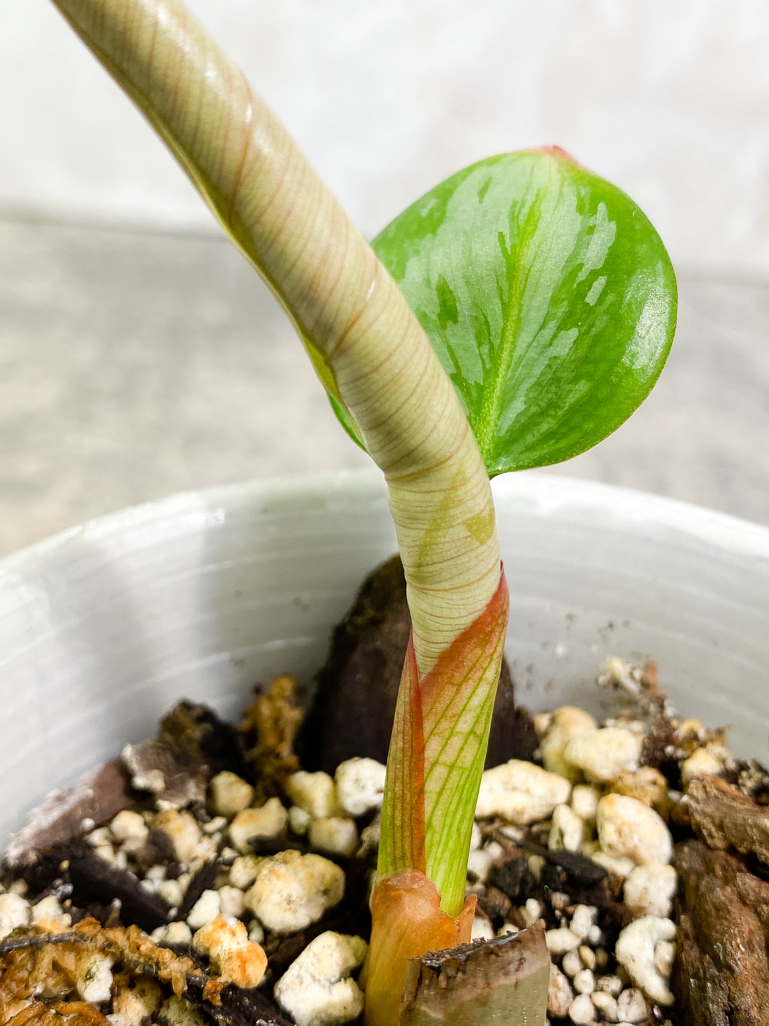 Philodendron Sodiroi 1 leaf 1 sprout fully rooted