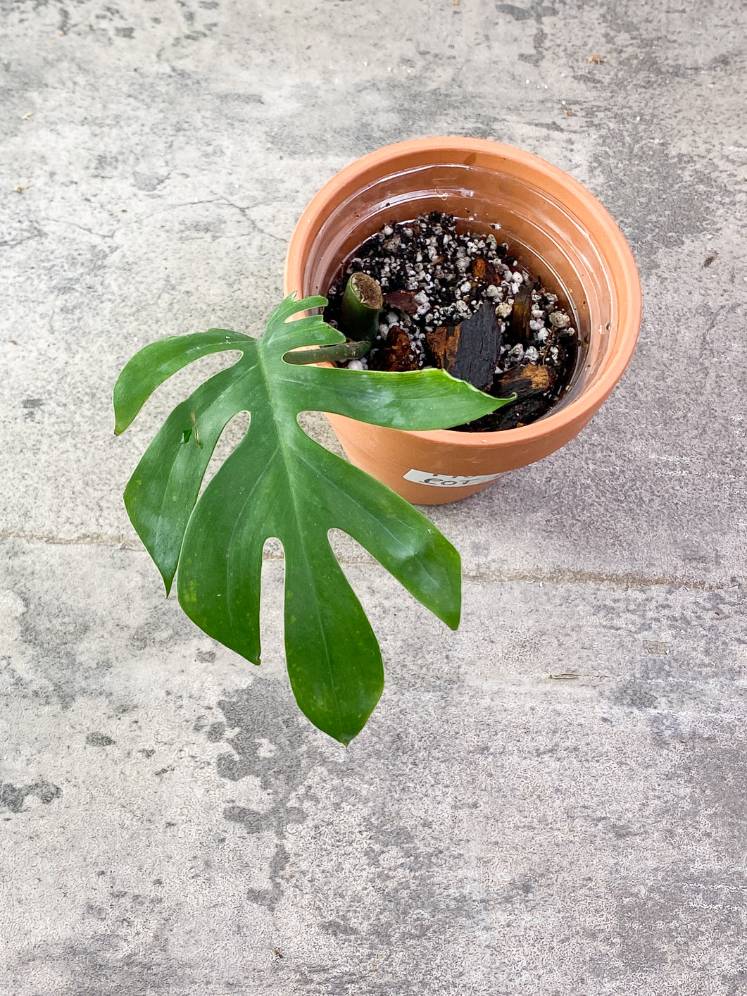Rhaphidophora Sp Flame 1 leaf Slightly Rooted