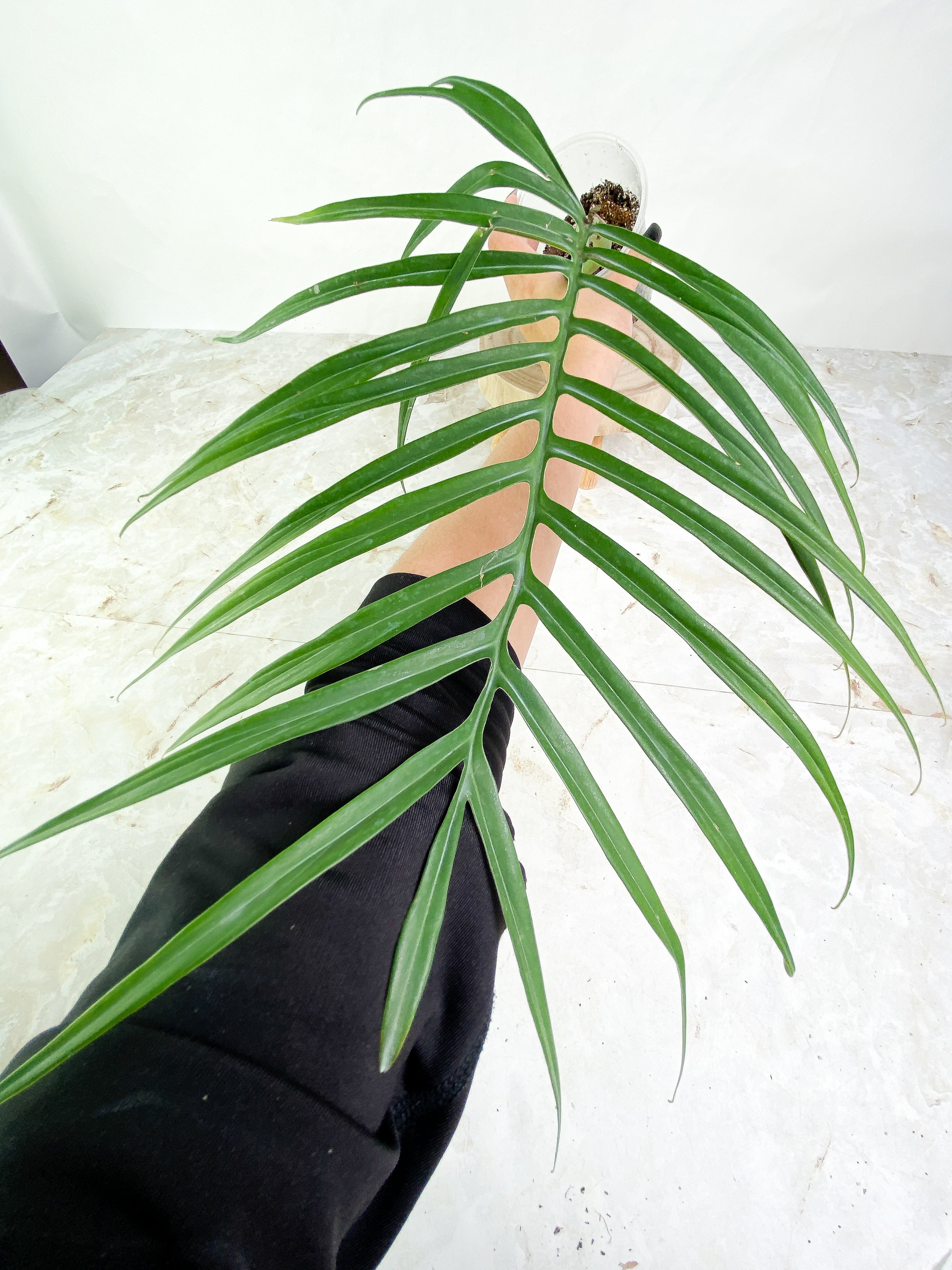 Philodendron Tortum 1 leaf Rooted