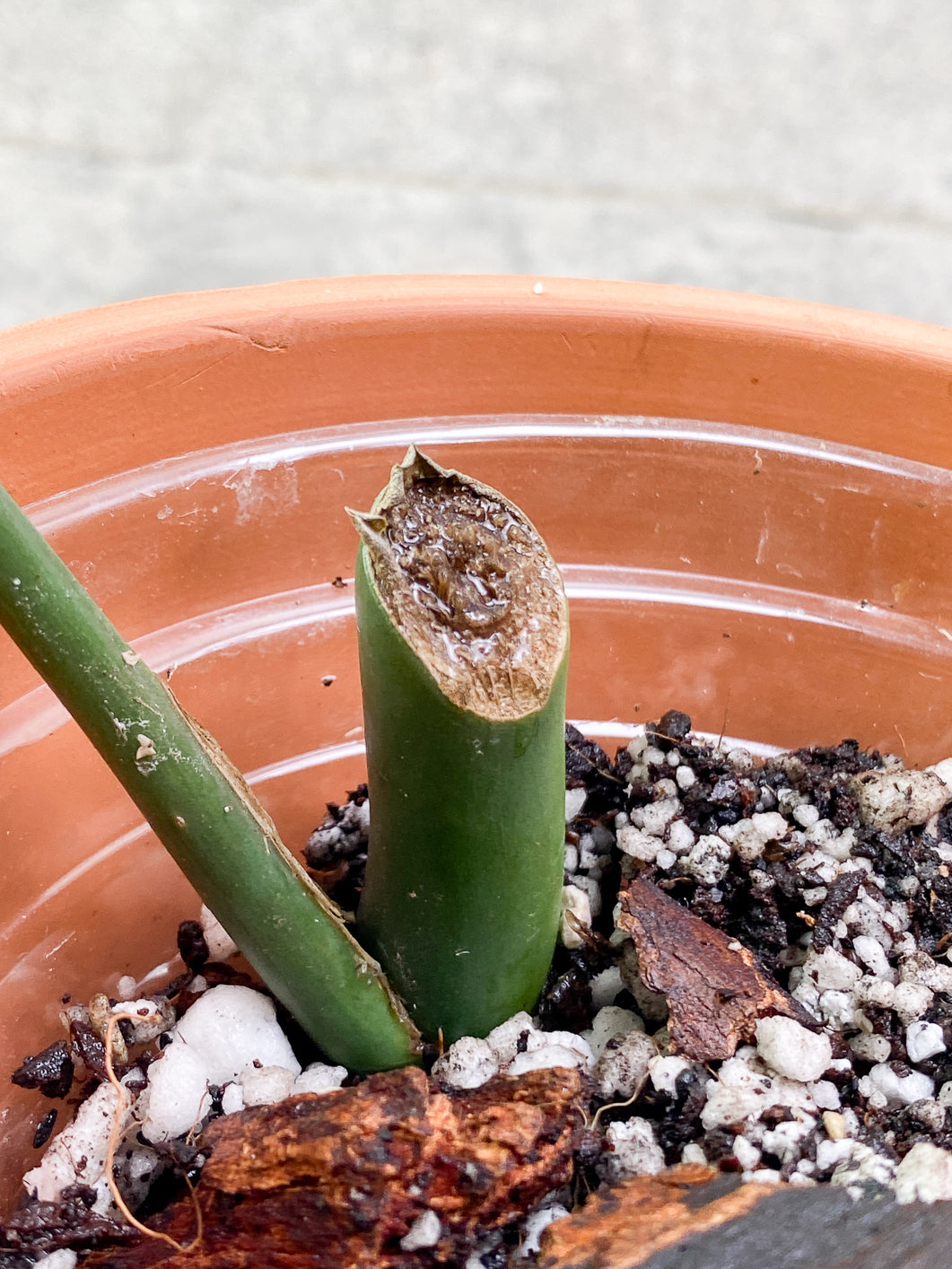 Rhaphidophora Sp Flame 1 leaf Slightly Rooted