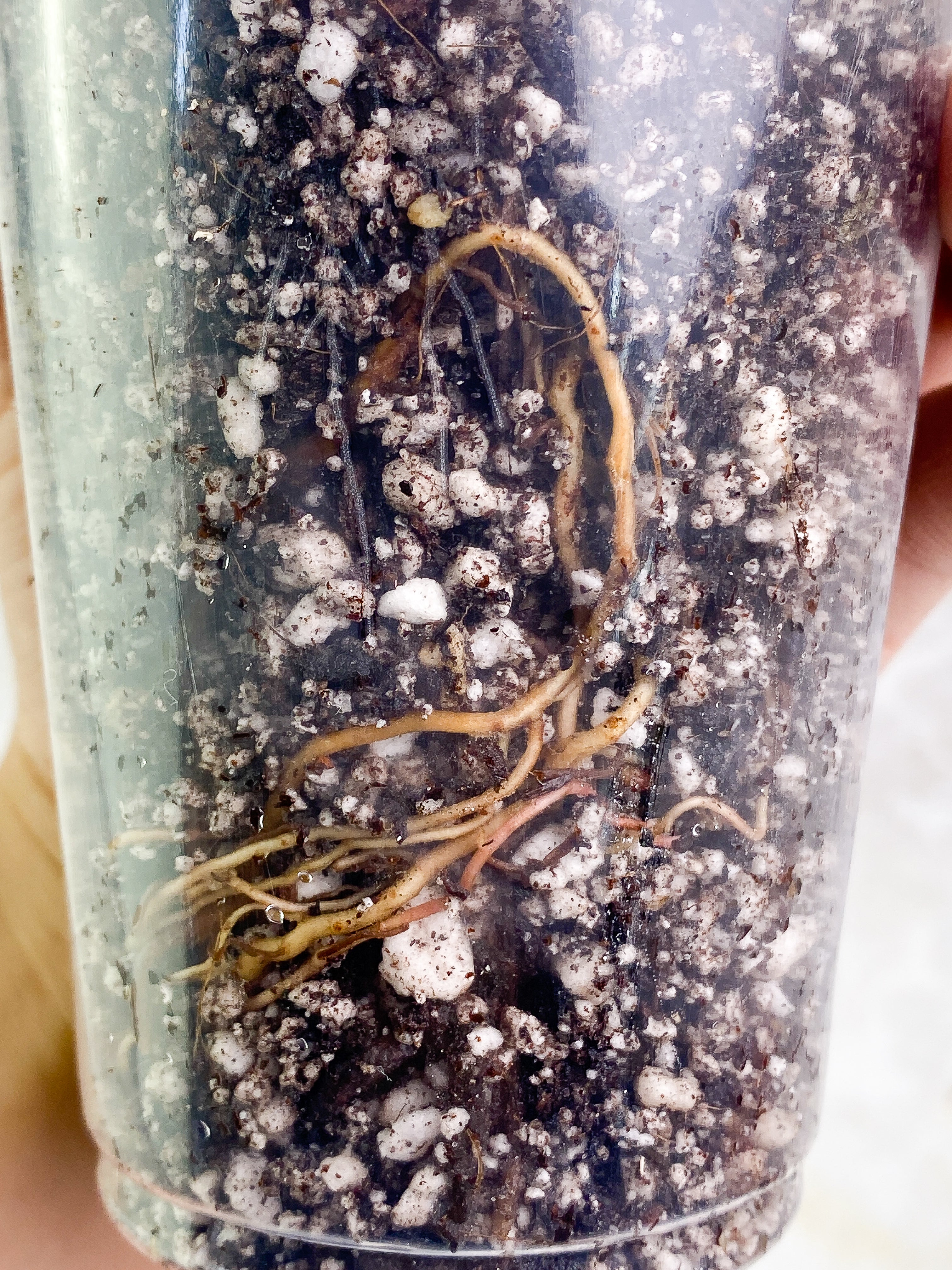 Philodendron Tortum 1 leaf Rooted