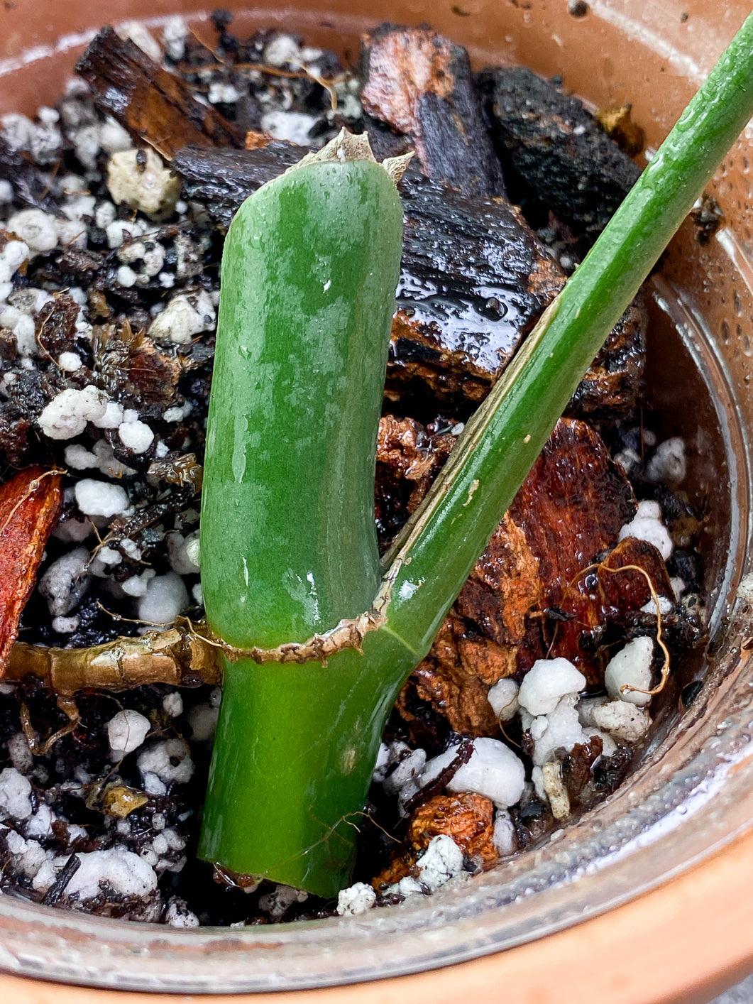 Rhaphidophora Sp Flame 1 leaf Slightly Rooted