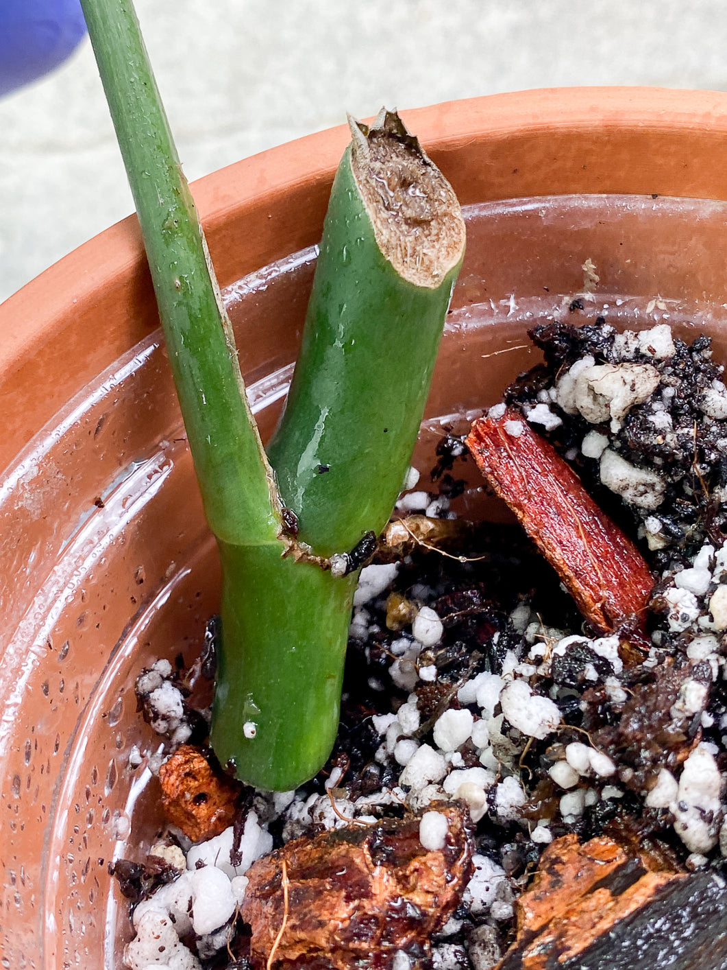 Rhaphidophora Sp Flame 1 leaf Slightly Rooted