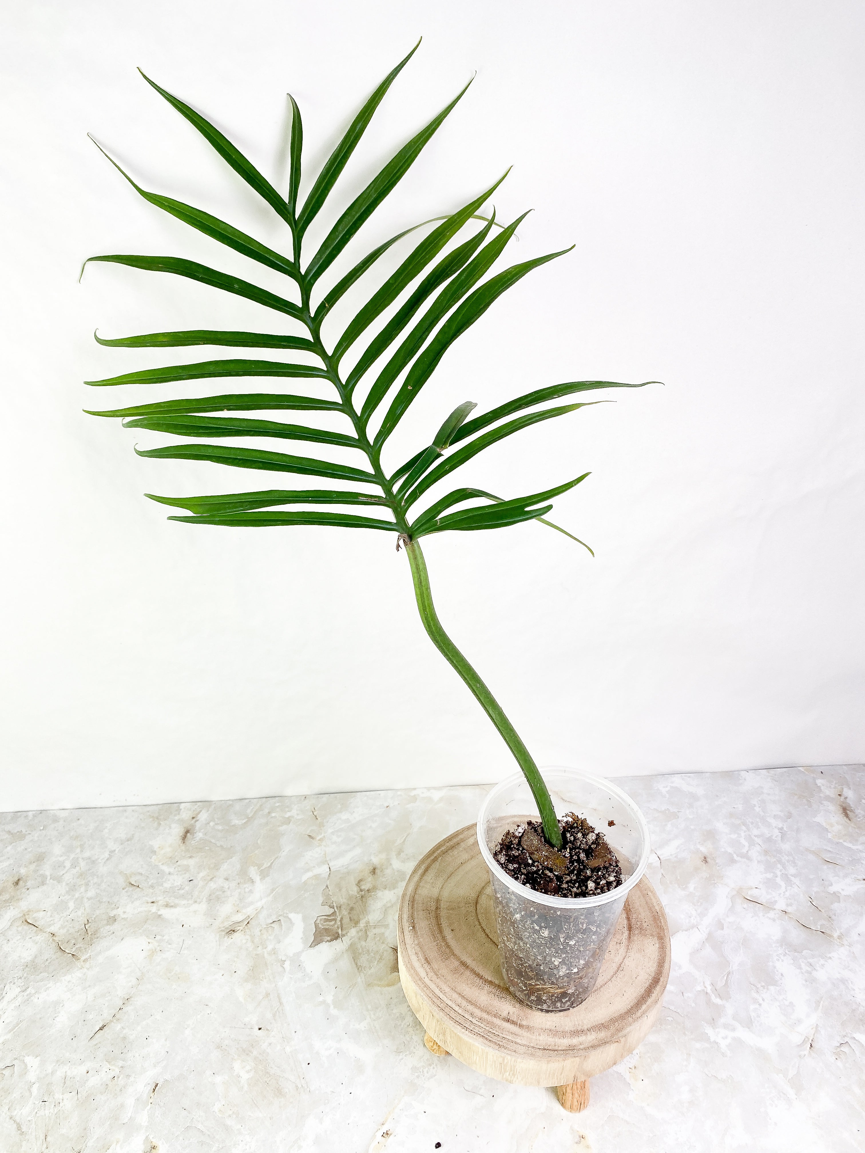 Philodendron Tortum 1 leaf Rooted