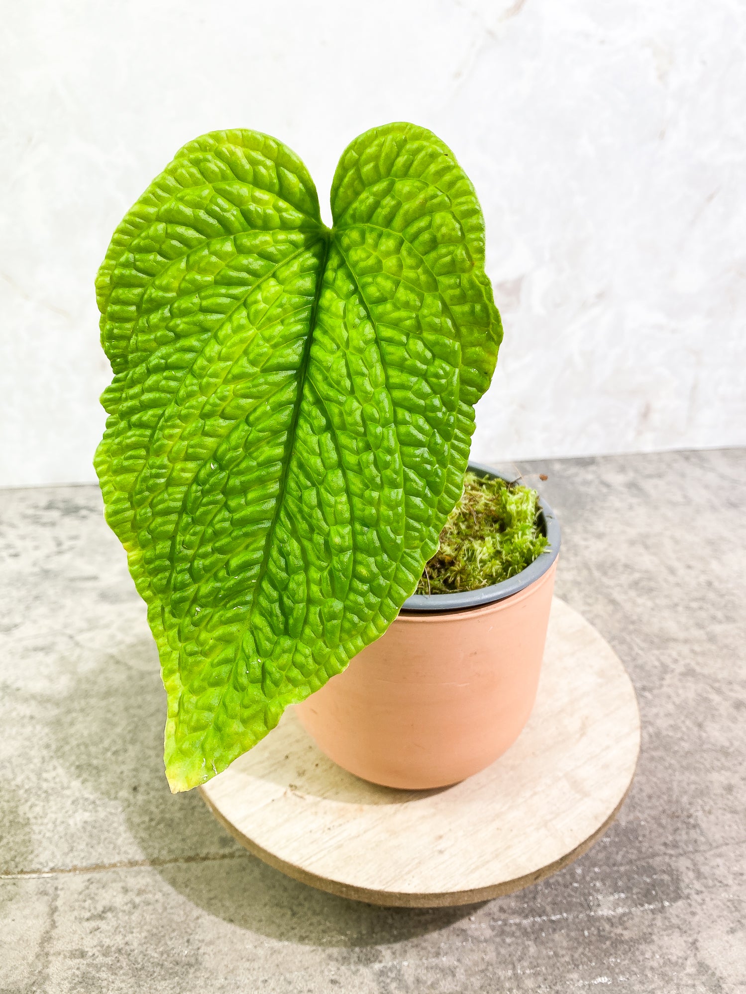 Anthurium splendidum 1 leaf rooted