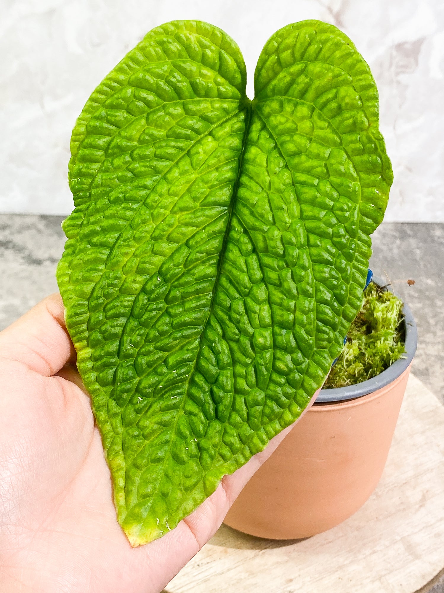 Anthurium splendidum 1 leaf rooted