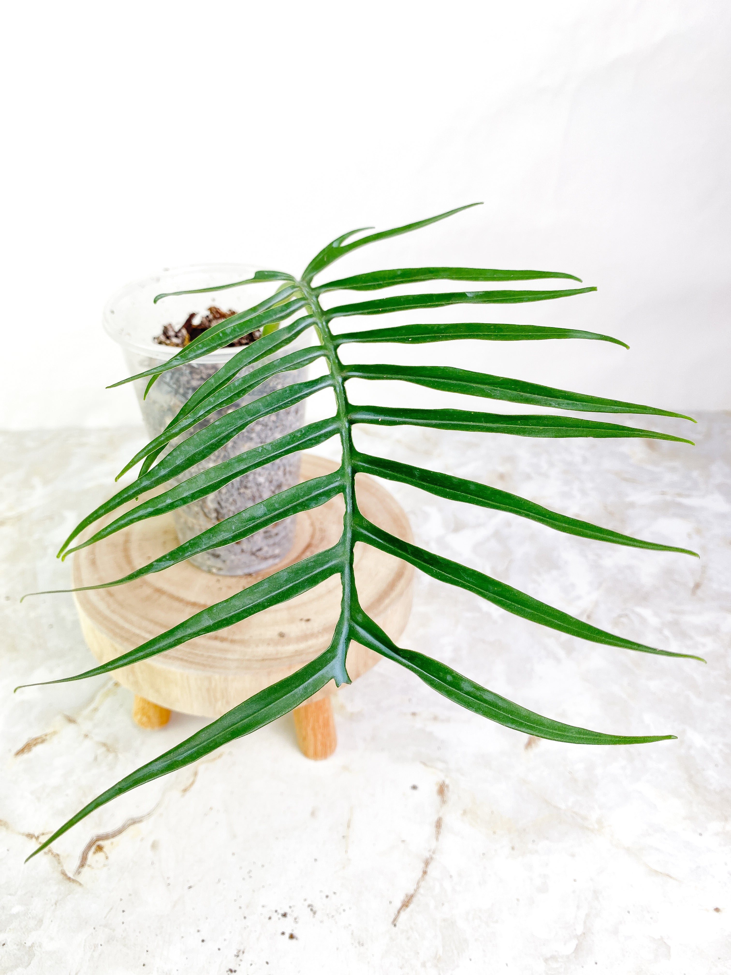 Philodendron Tortum 1 leaf Slightly Rooted
