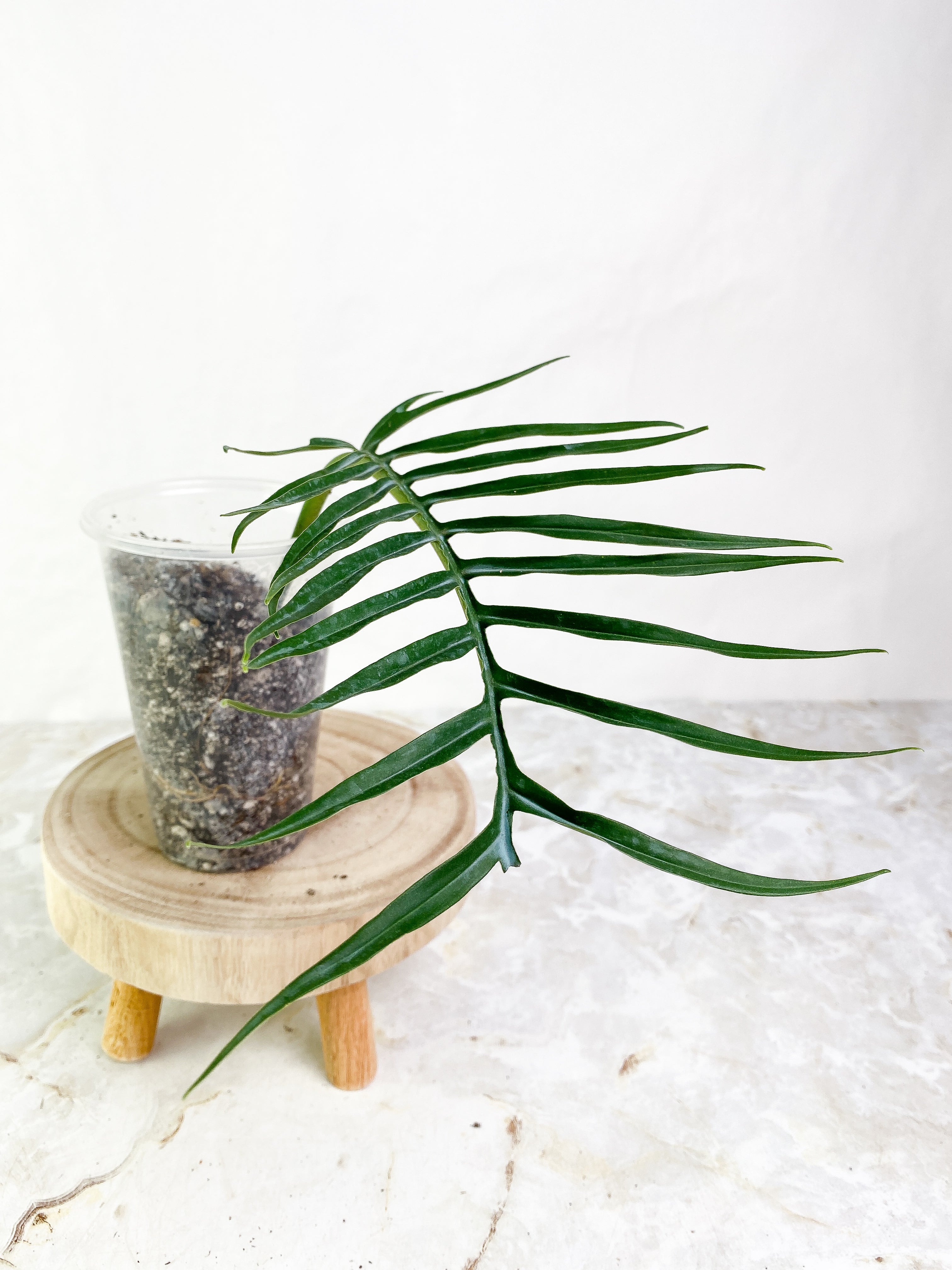 Philodendron Tortum 1 leaf Slightly Rooted