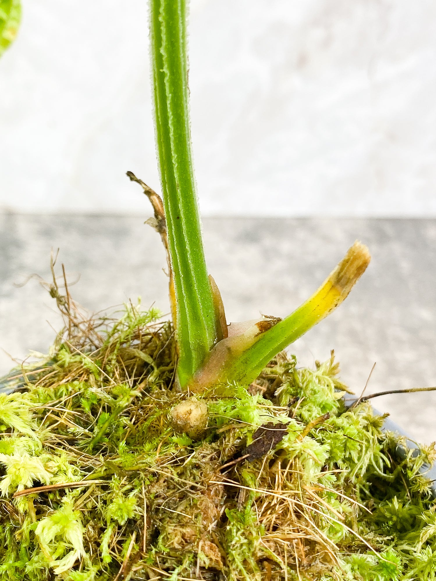 Anthurium splendidum 1 leaf rooted
