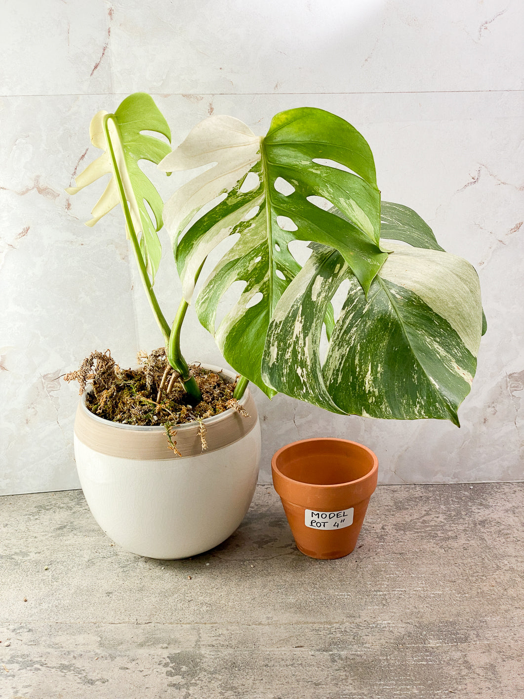 Monstera albo variegated 3 leaves 1 bud rooted in moss with 1 minty leaf