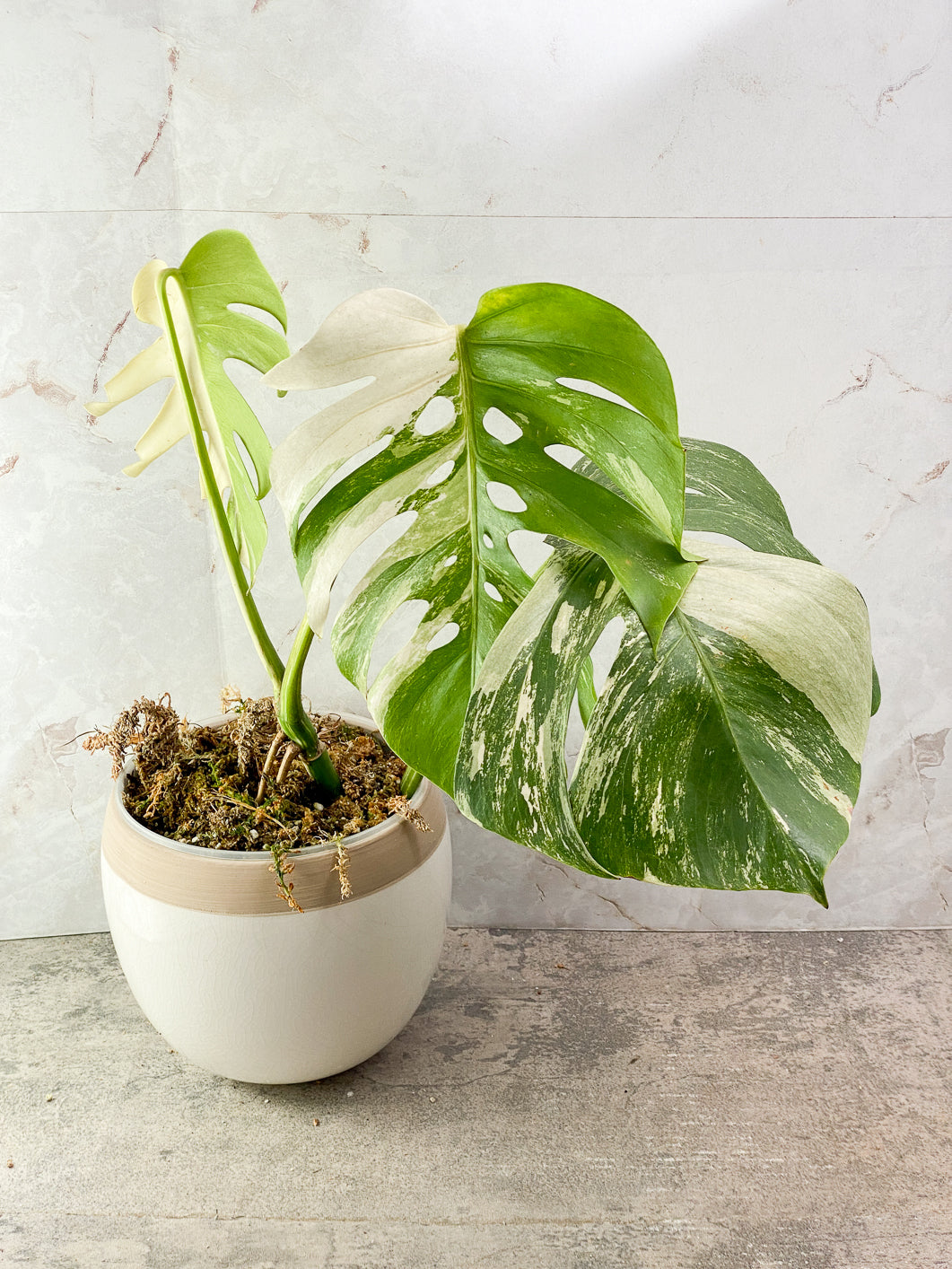 Monstera albo variegated 3 leaves 1 bud rooted in moss with 1 minty leaf