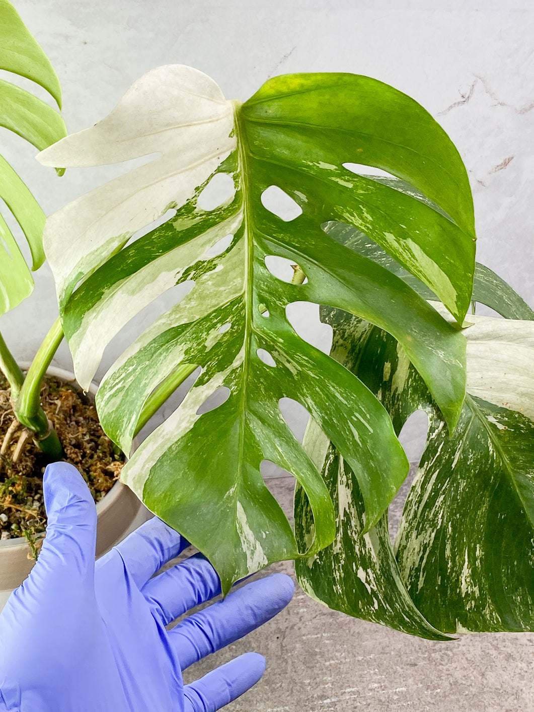 Monstera albo variegated 3 leaves 1 bud rooted in moss with 1 minty leaf