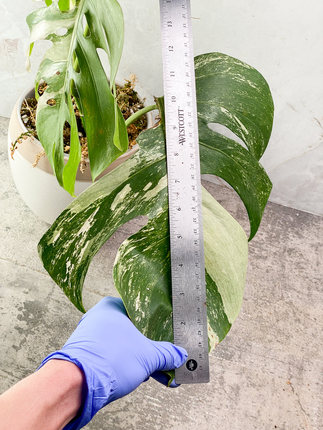Monstera albo variegated 3 leaves 1 bud rooted in moss with 1 minty leaf