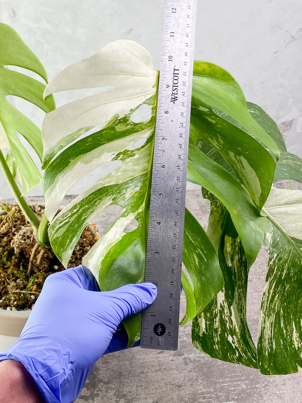 Monstera albo variegated 3 leaves 1 bud rooted in moss with 1 minty leaf