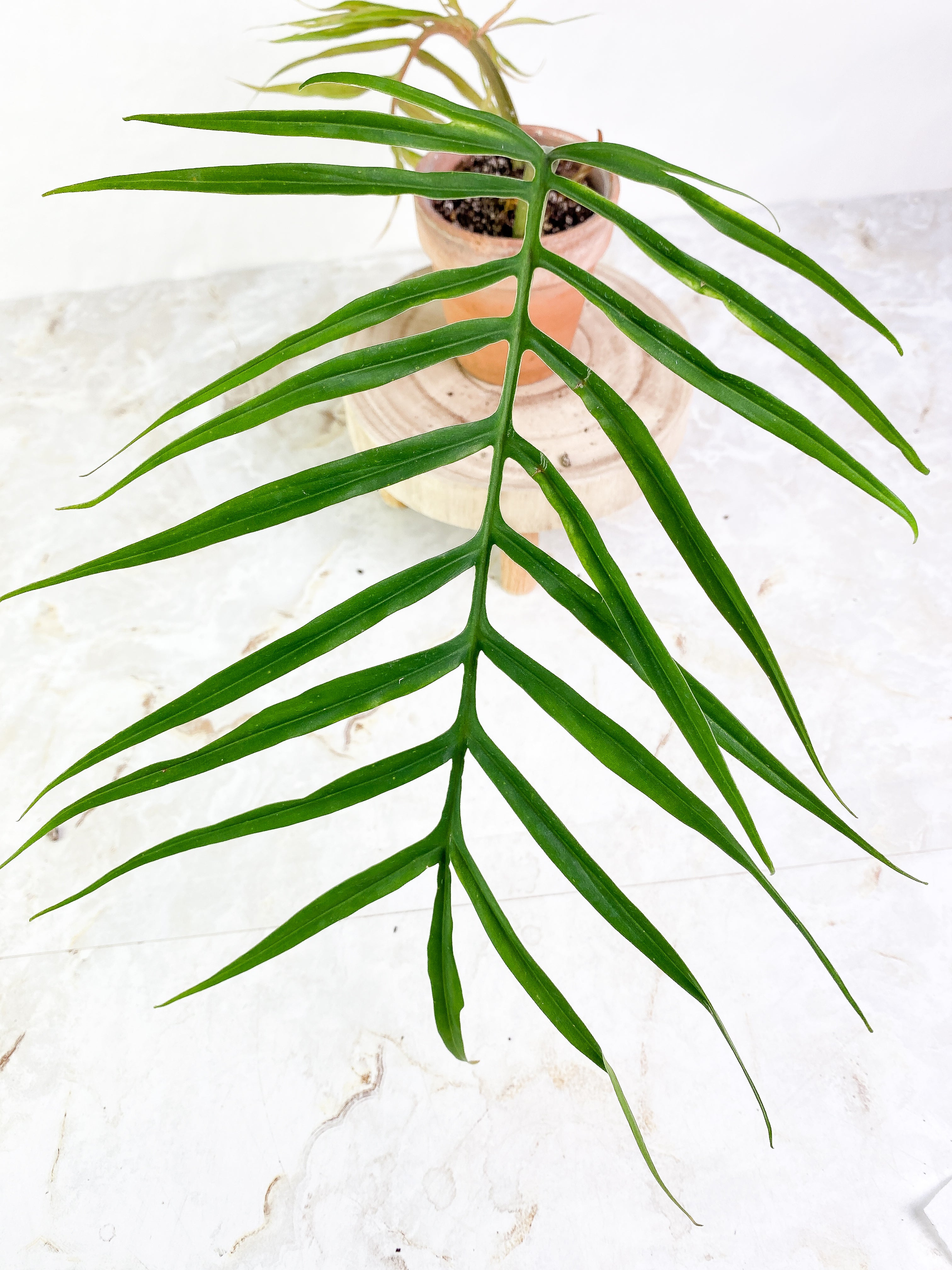 Philodendron Tortum Top Cutting 2 leaves 1 sprout Rooting