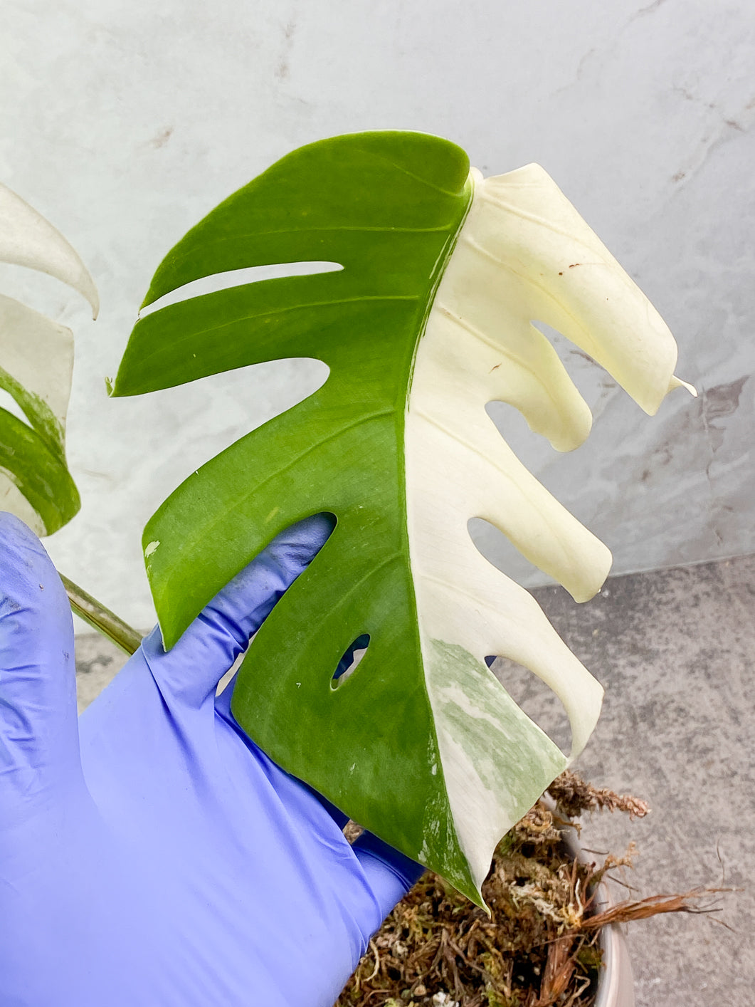 Monstera albo variegated 3 leaves 1 bud rooted in moss with 1 minty leaf