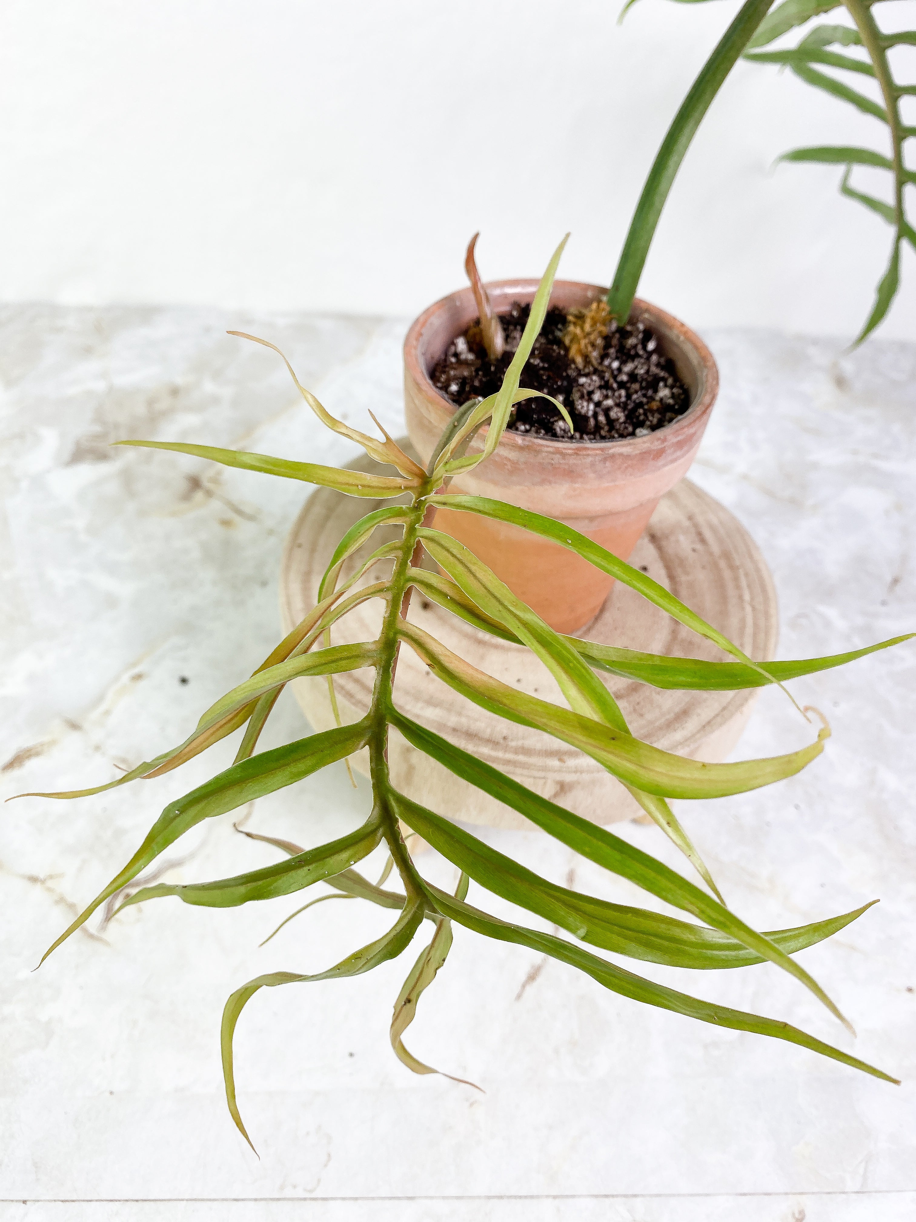 Philodendron Tortum Top Cutting 2 leaves 1 sprout Rooting