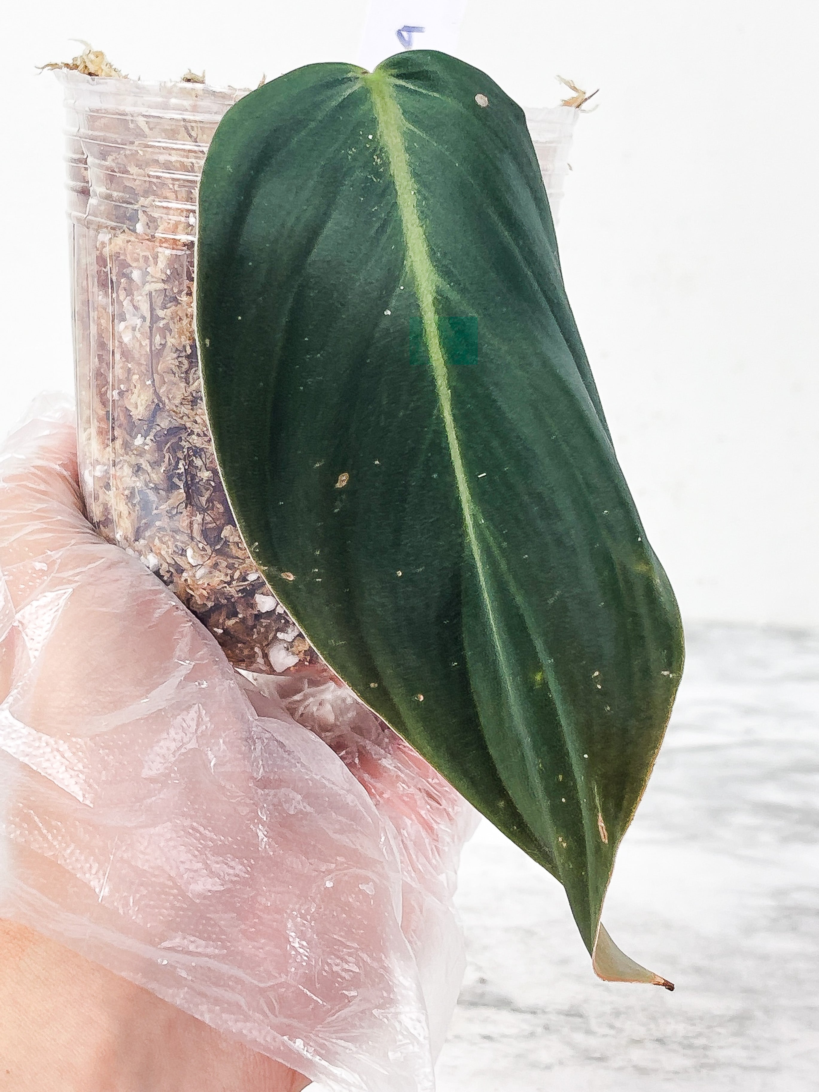 Philodendron Gigas slightly rooted node with 1 new sprout