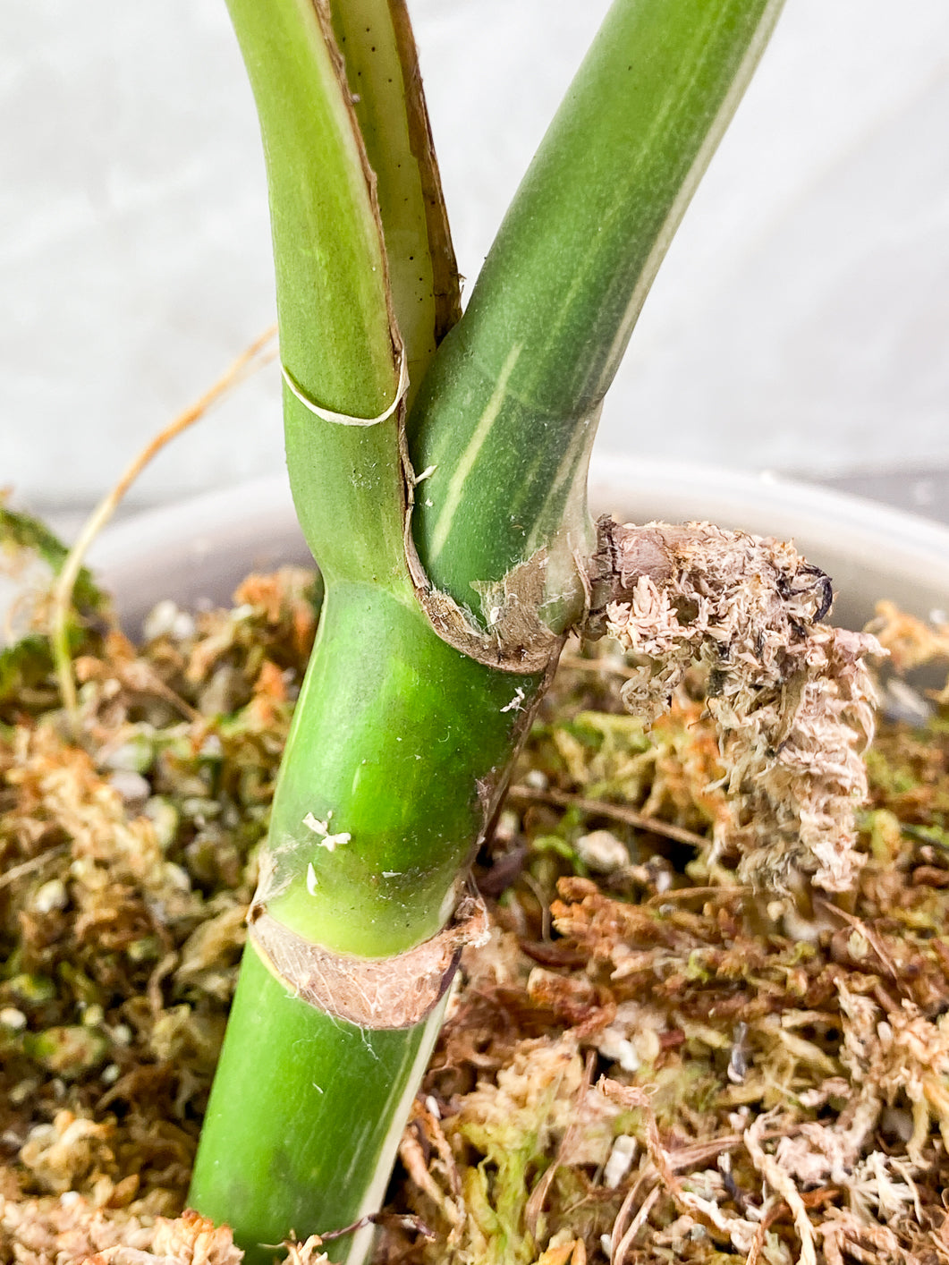Monstera albo variegated 3 leaves 1 bud rooted in moss with 1 minty leaf
